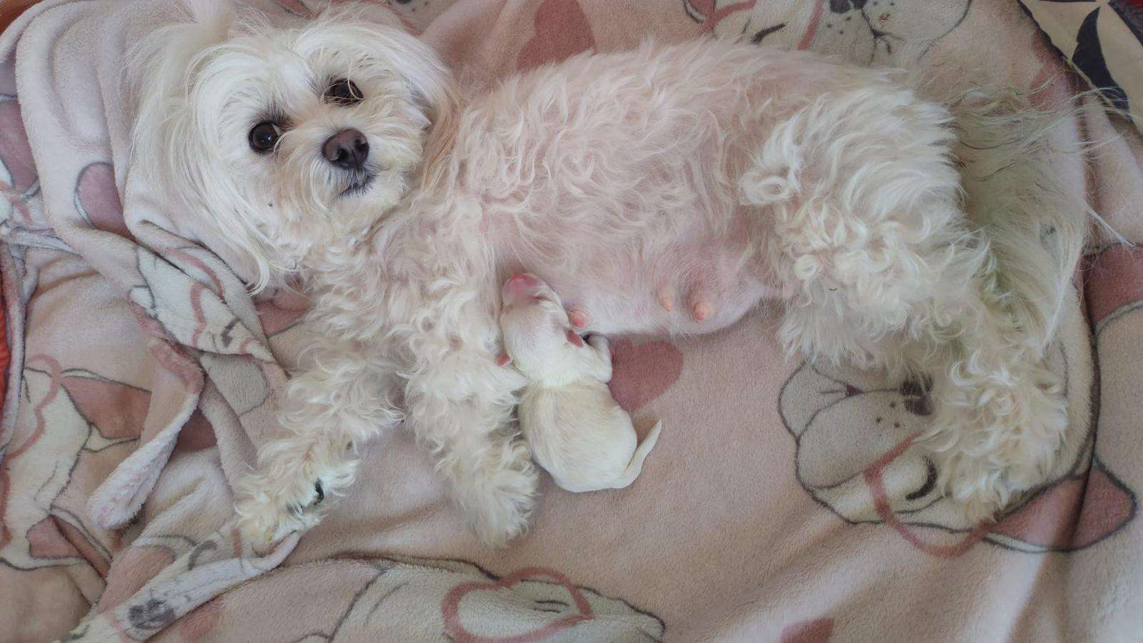 Dog Image