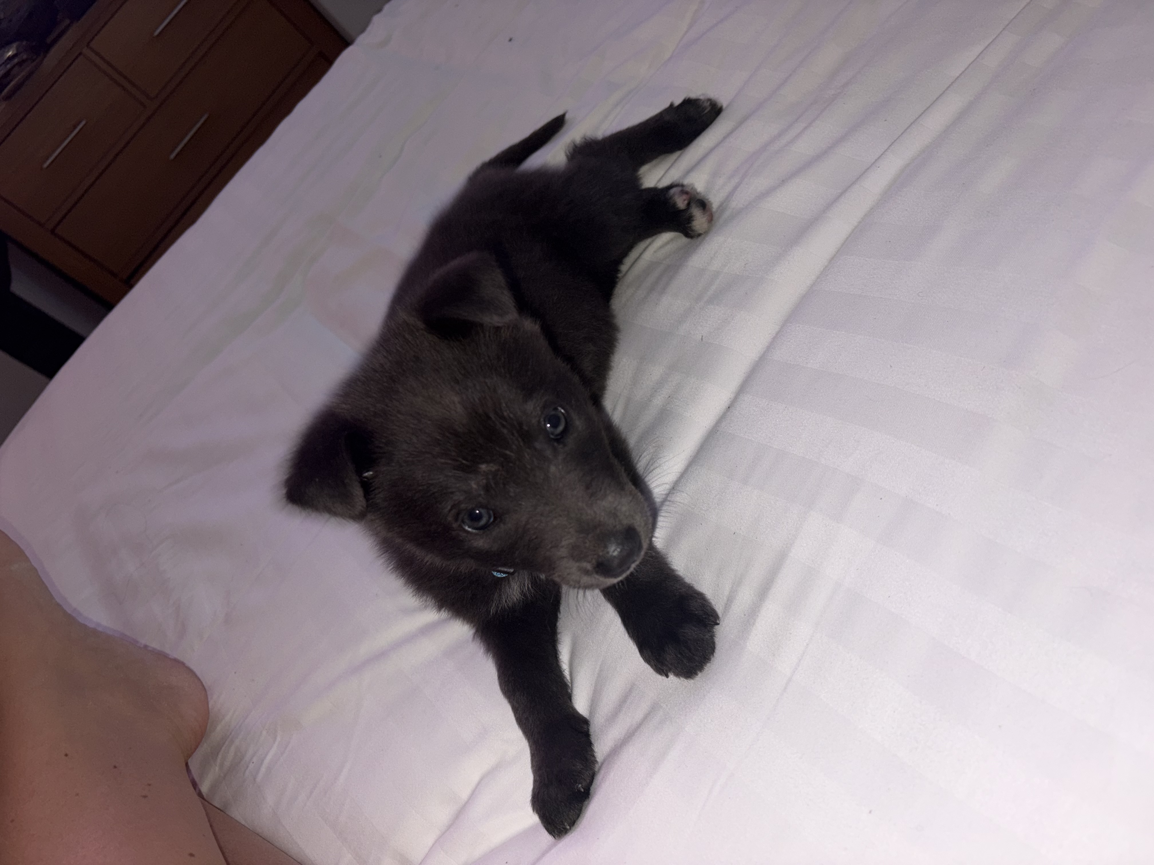 Dog Image