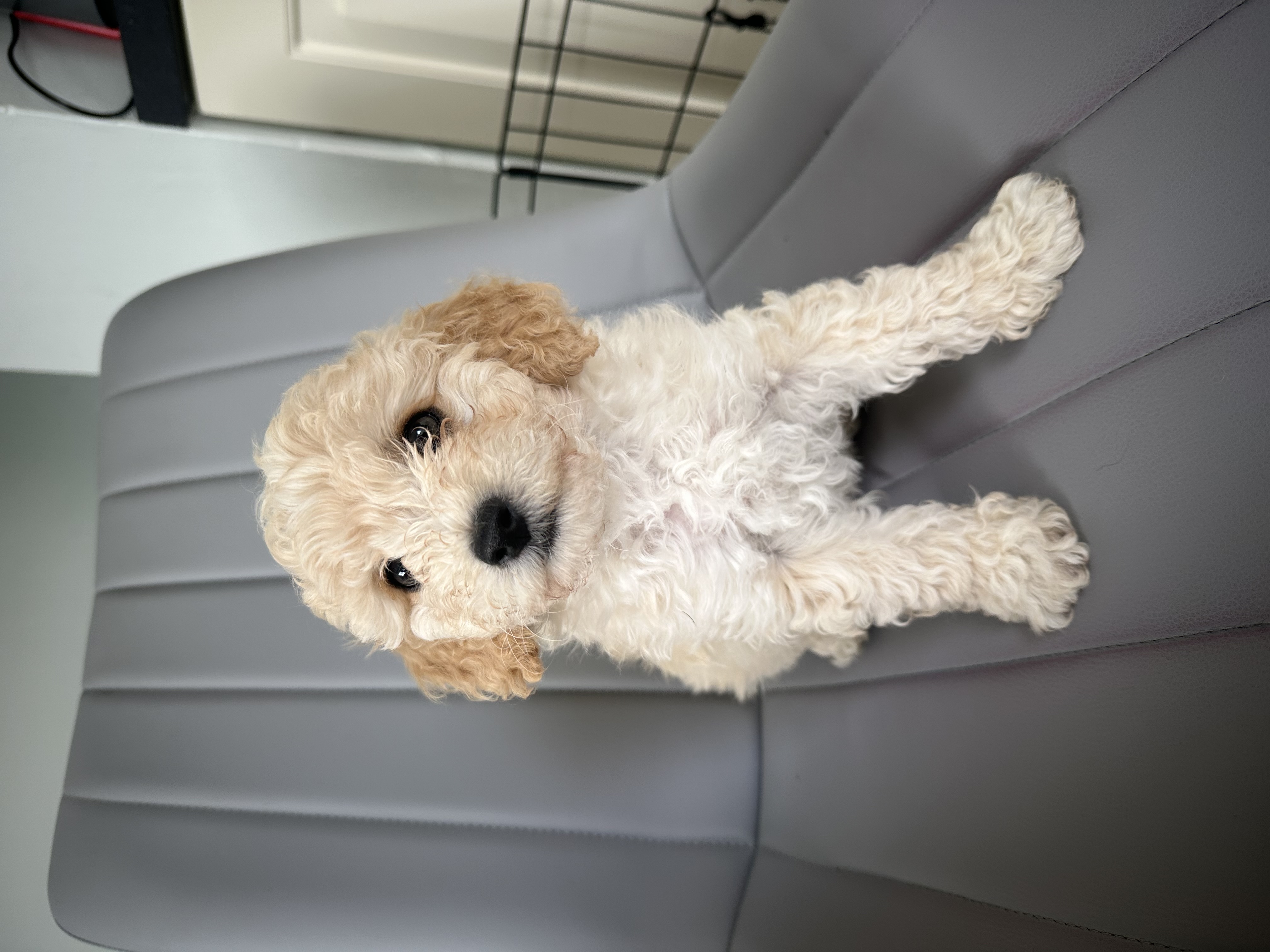 Dog Image