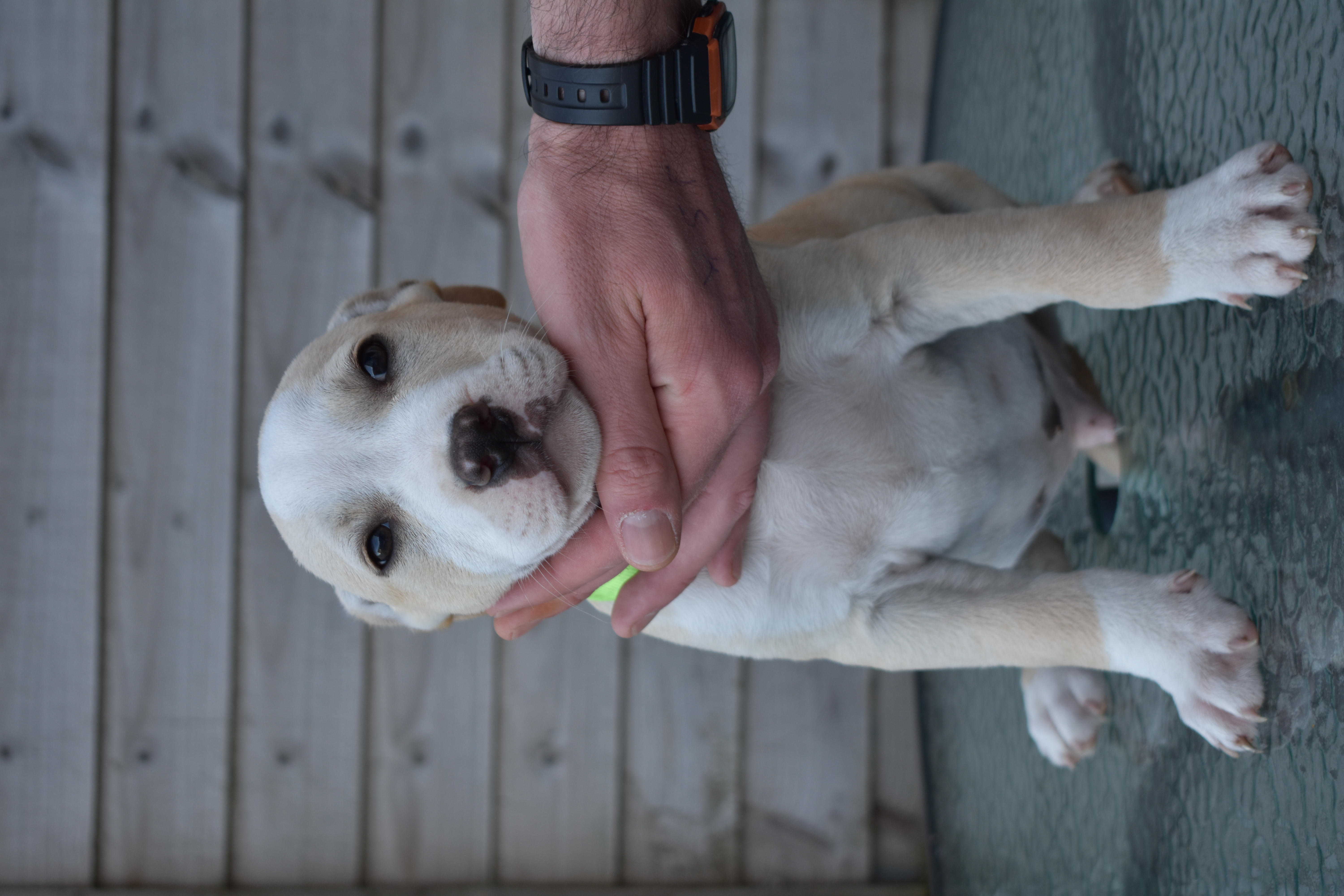 Dog Image