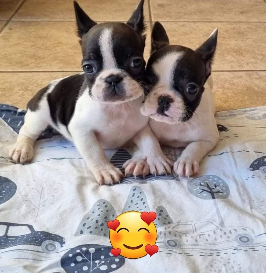 Dog Image