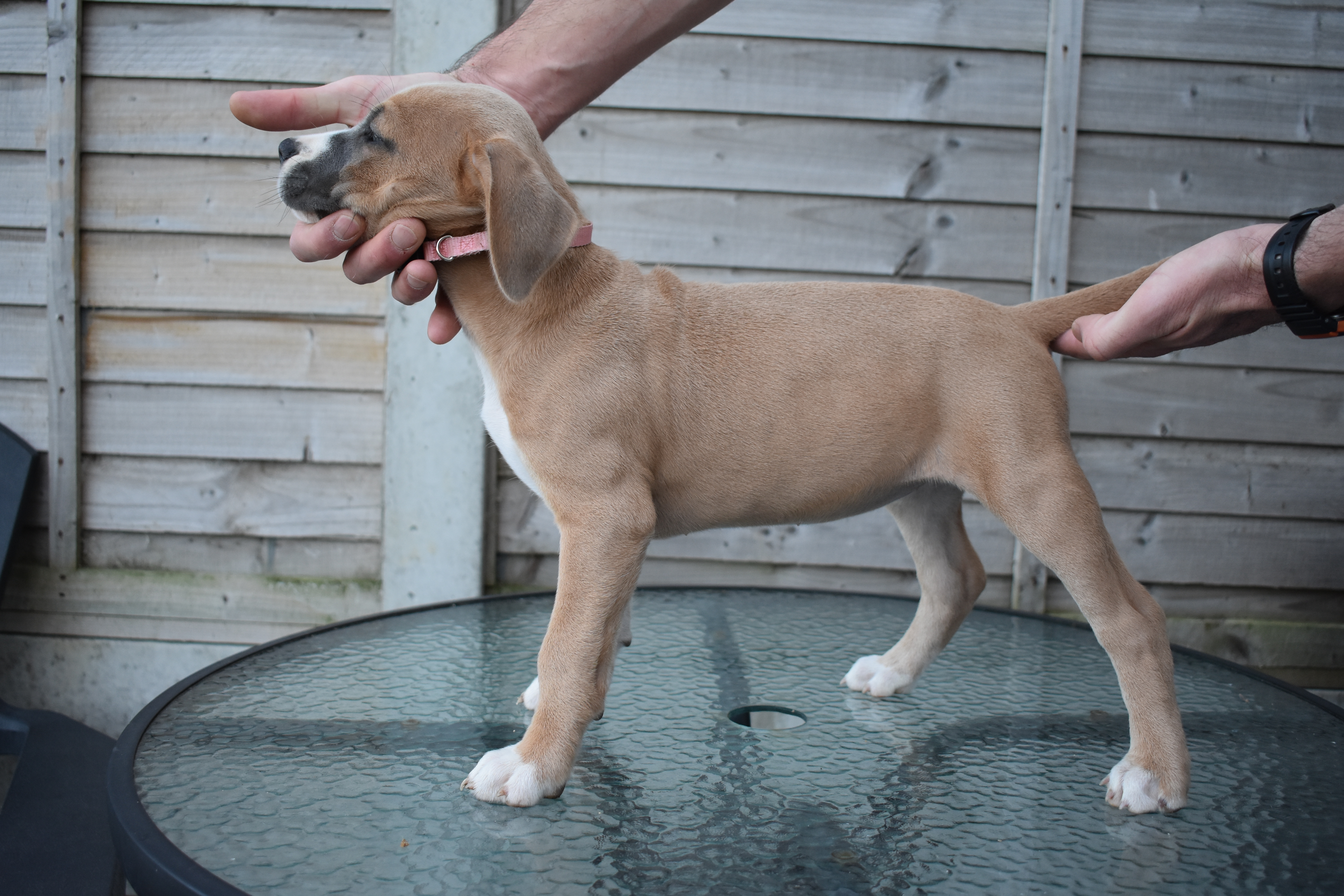 Dog Image