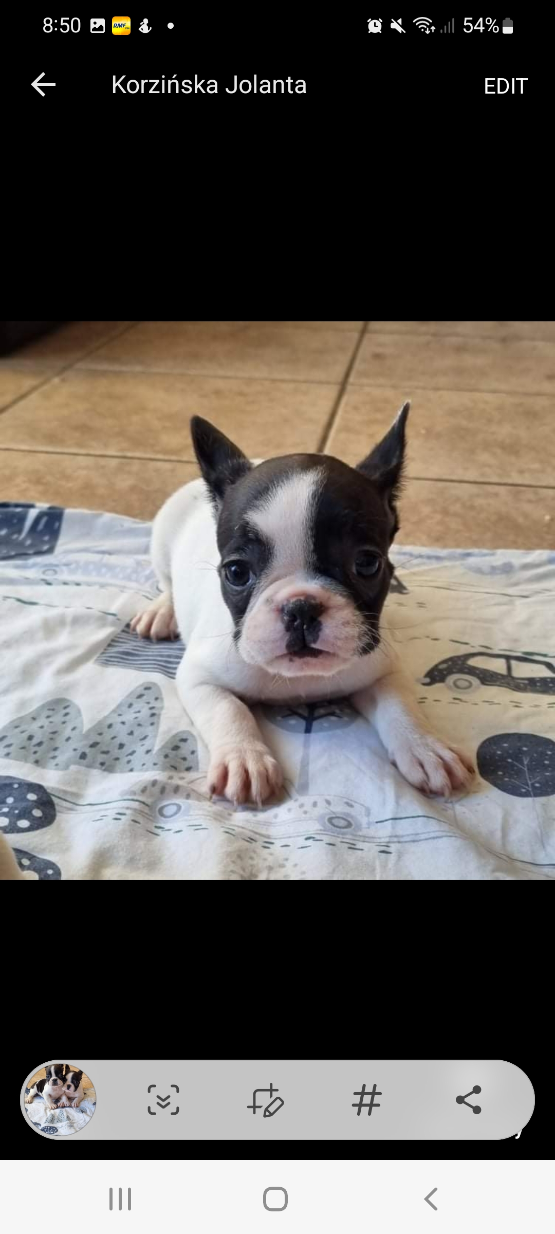 Dog Image