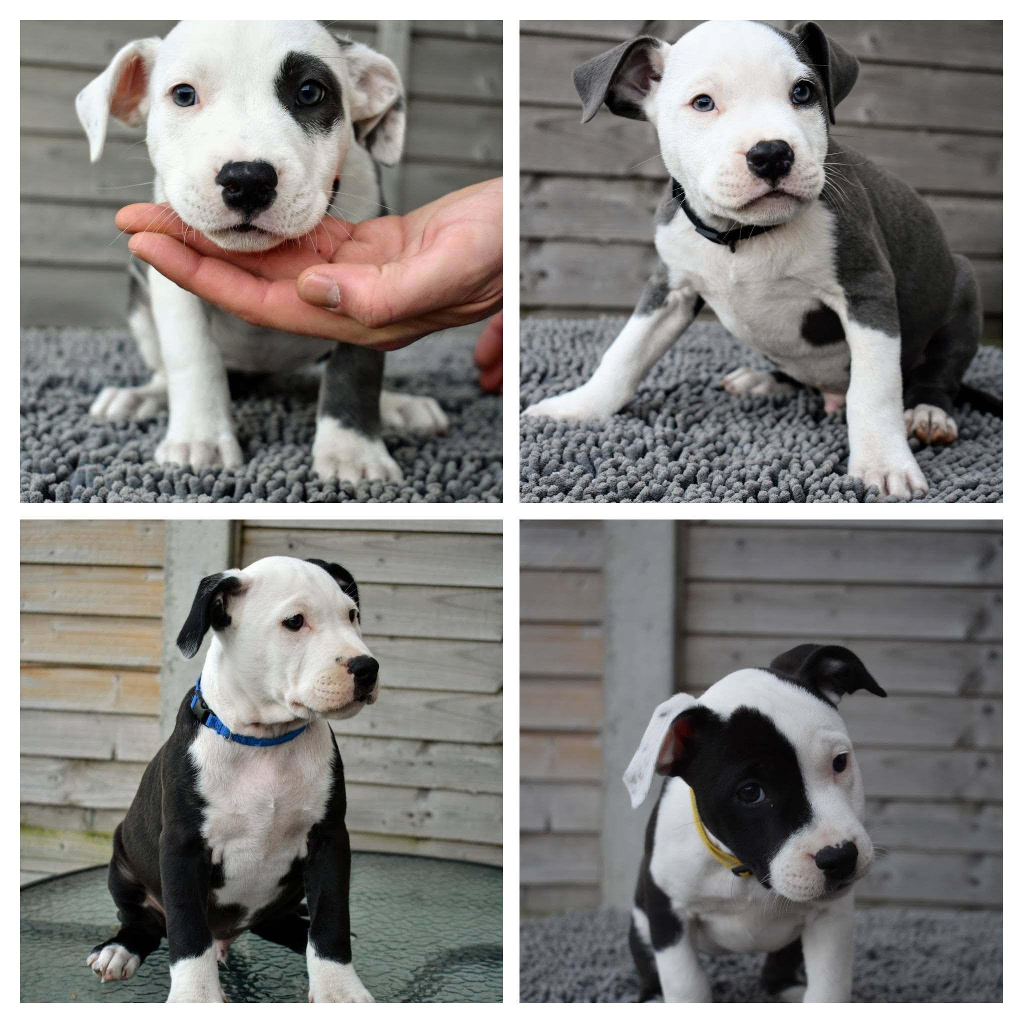Dog Image