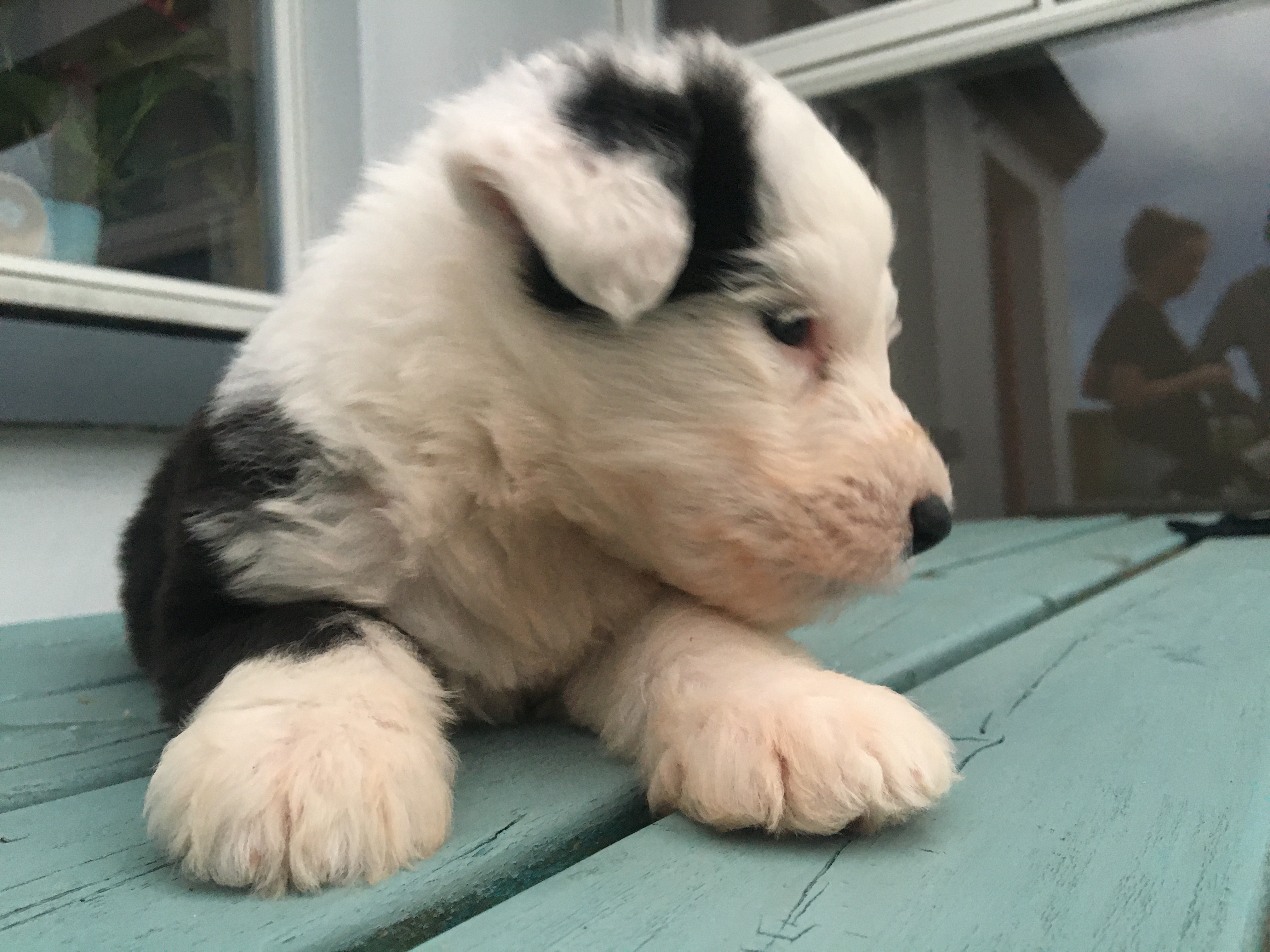 Dog Image
