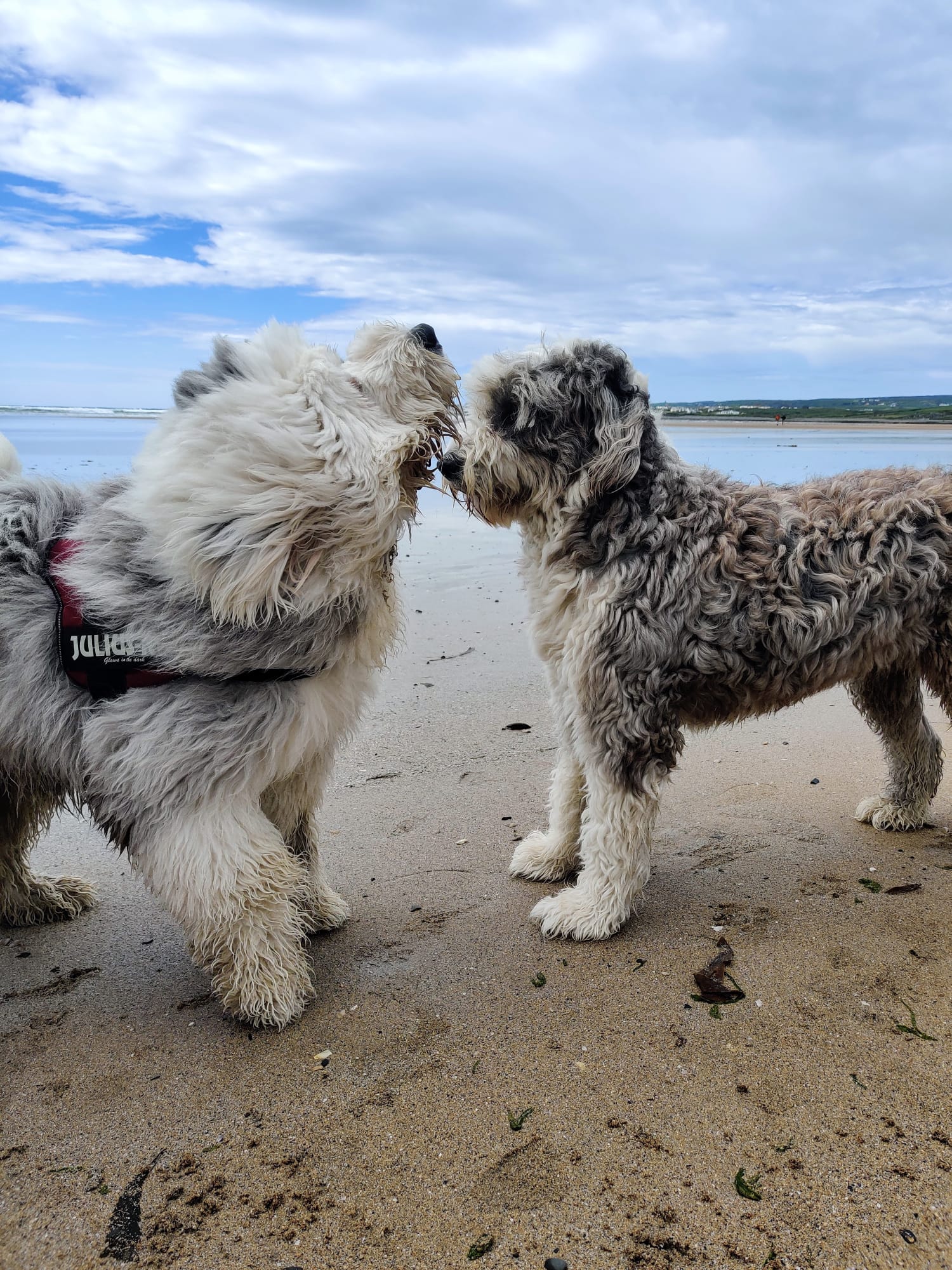 Dog Image