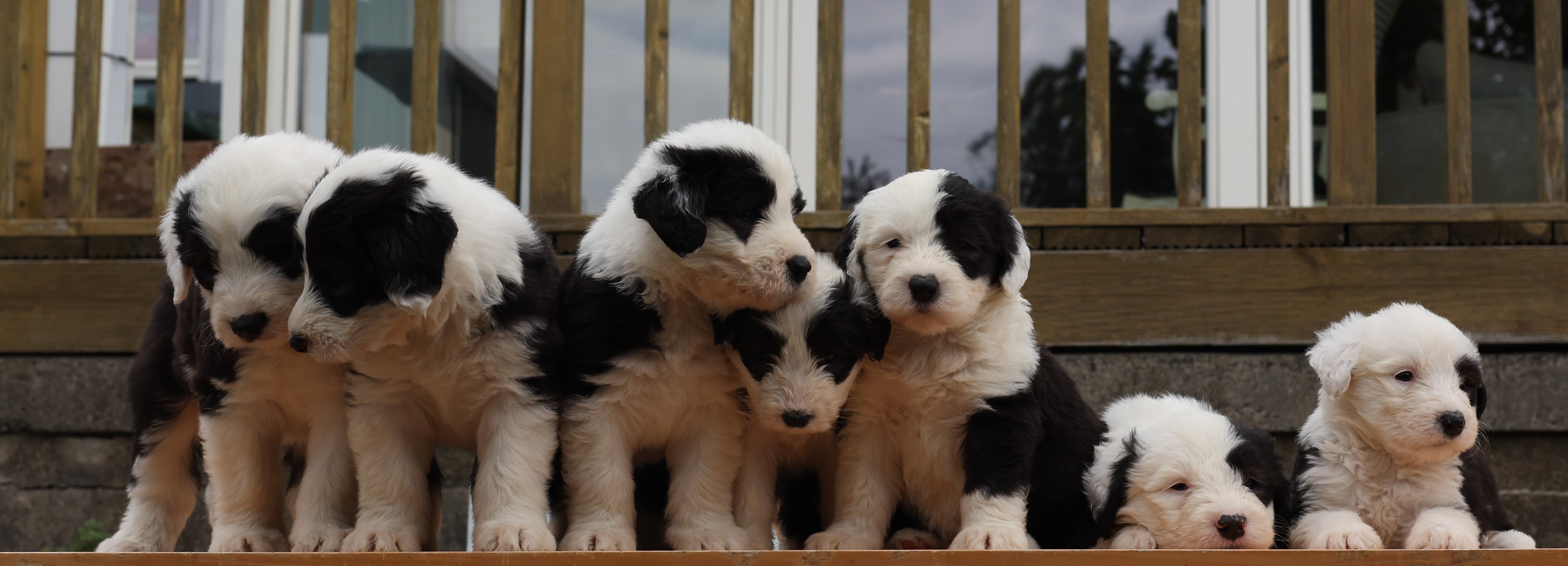 Dog Image