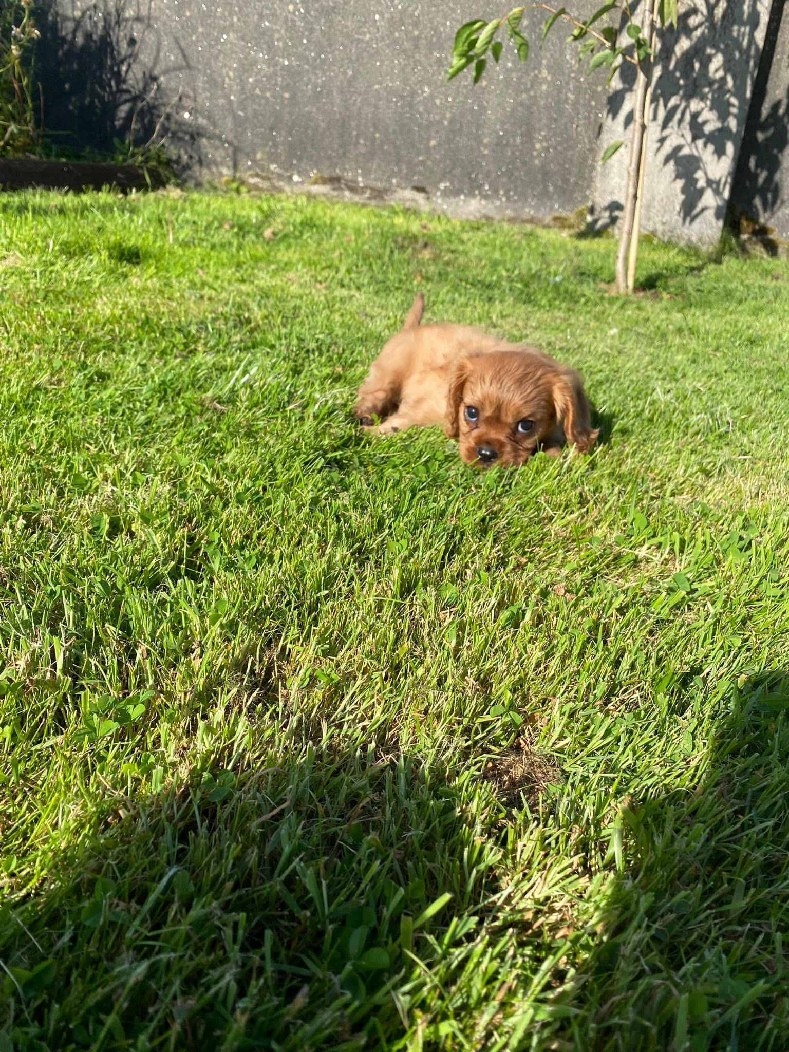 Dog Image