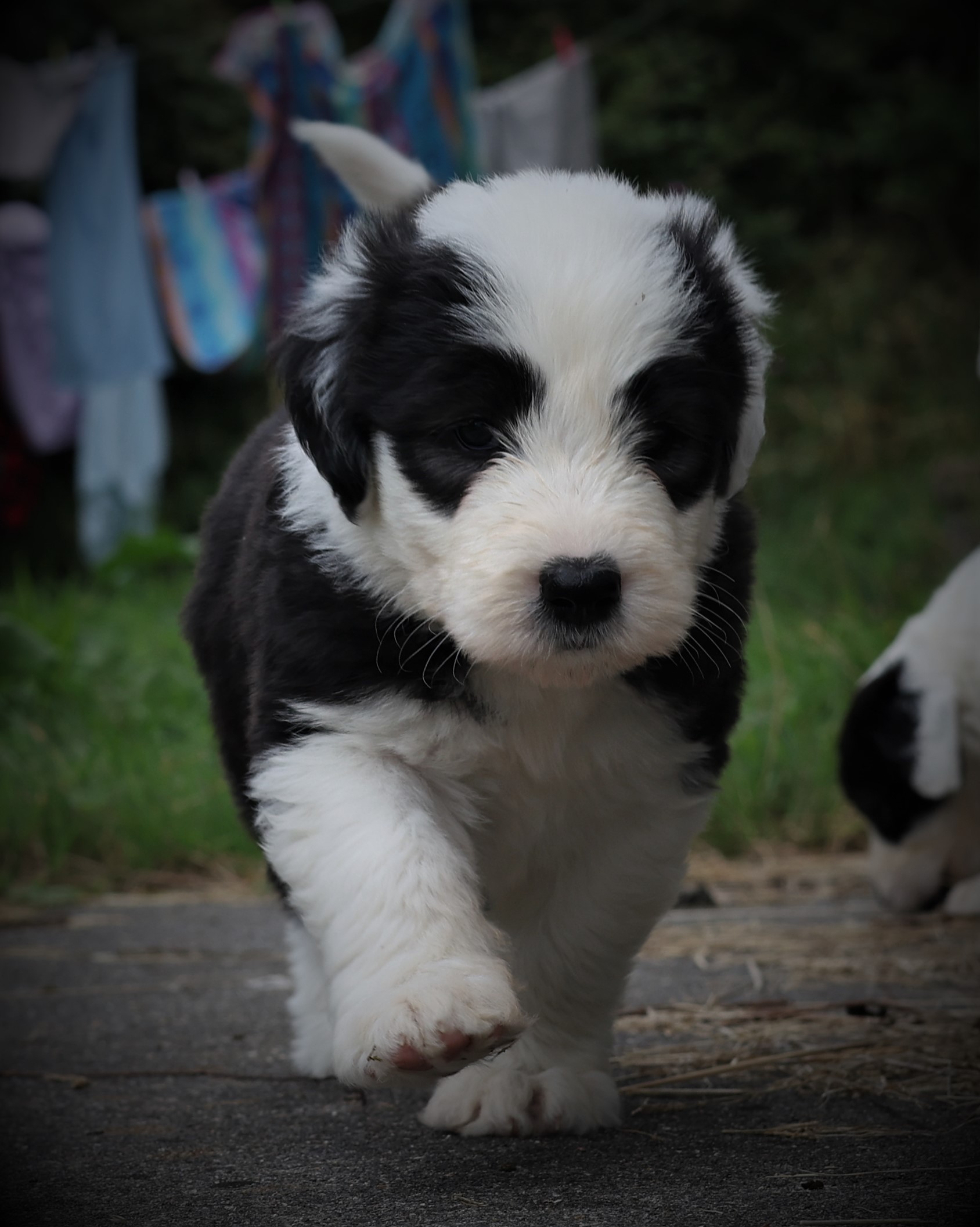 Dog Image