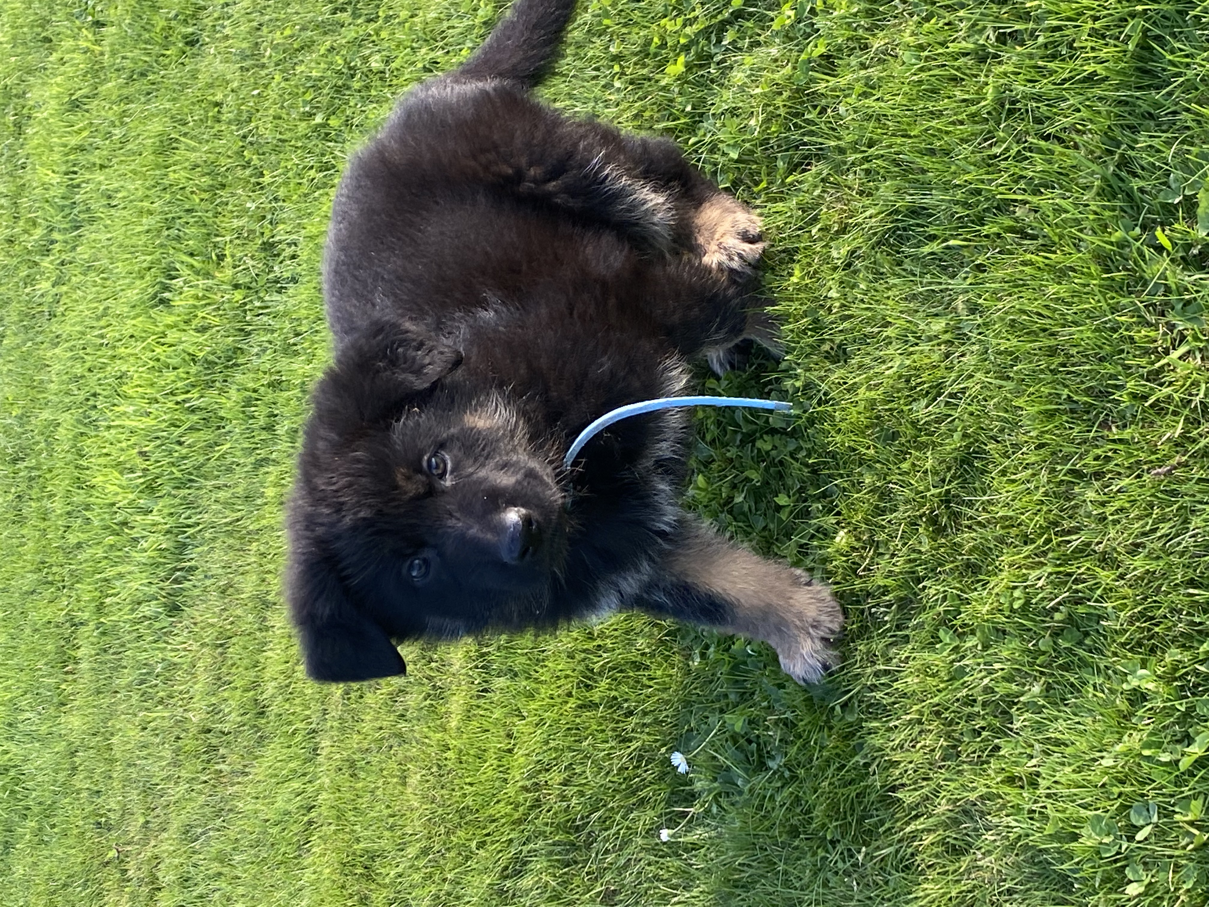 Dog Image