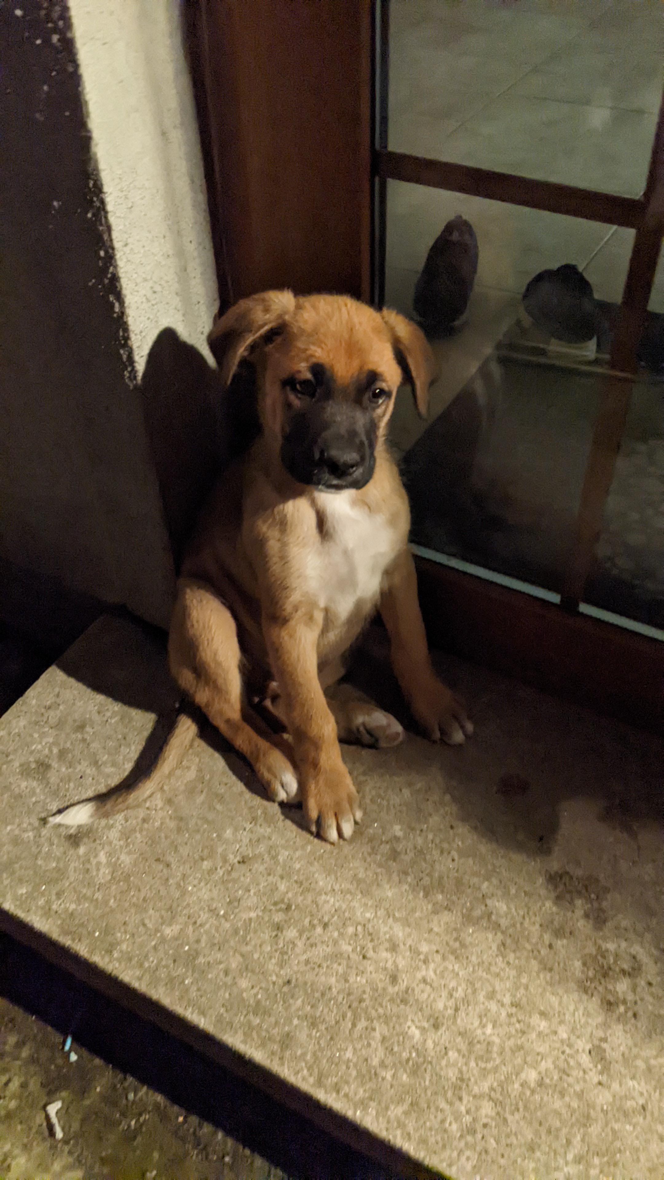 Dog Image