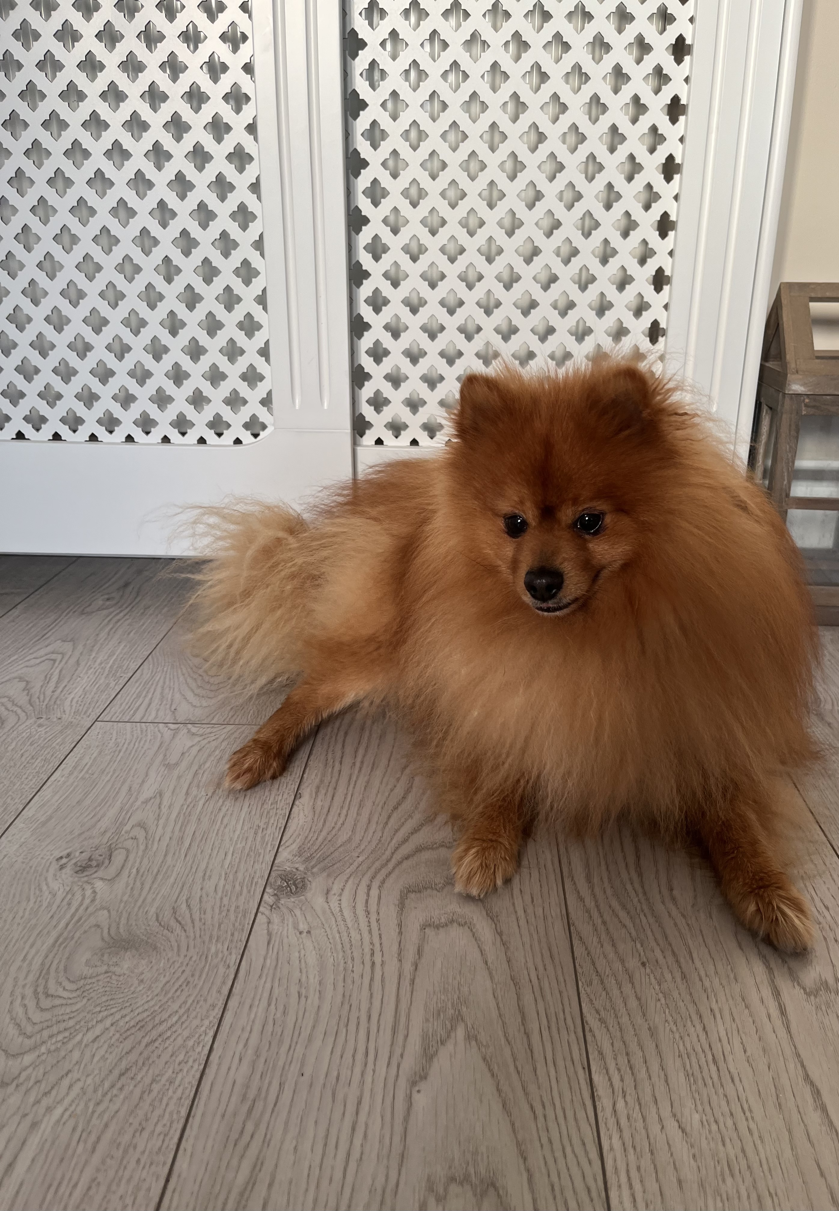 Dog Image