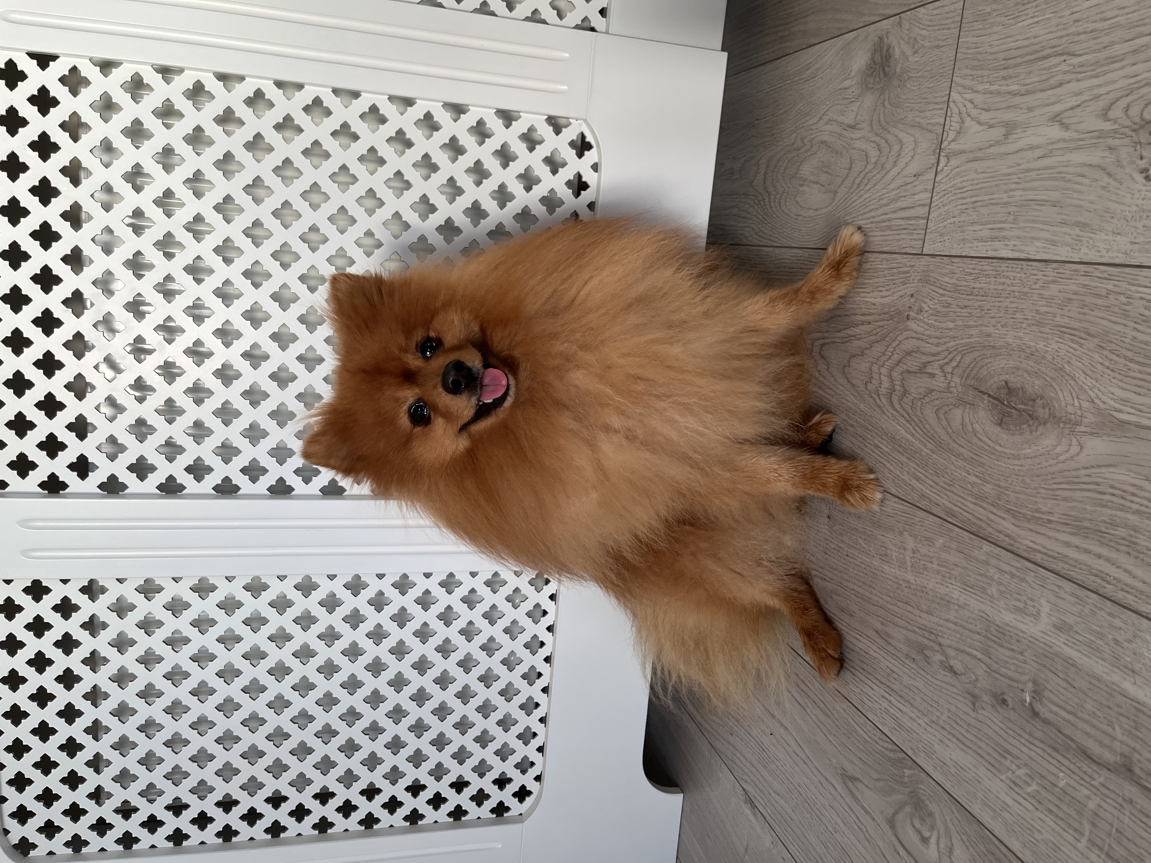 Dog Image