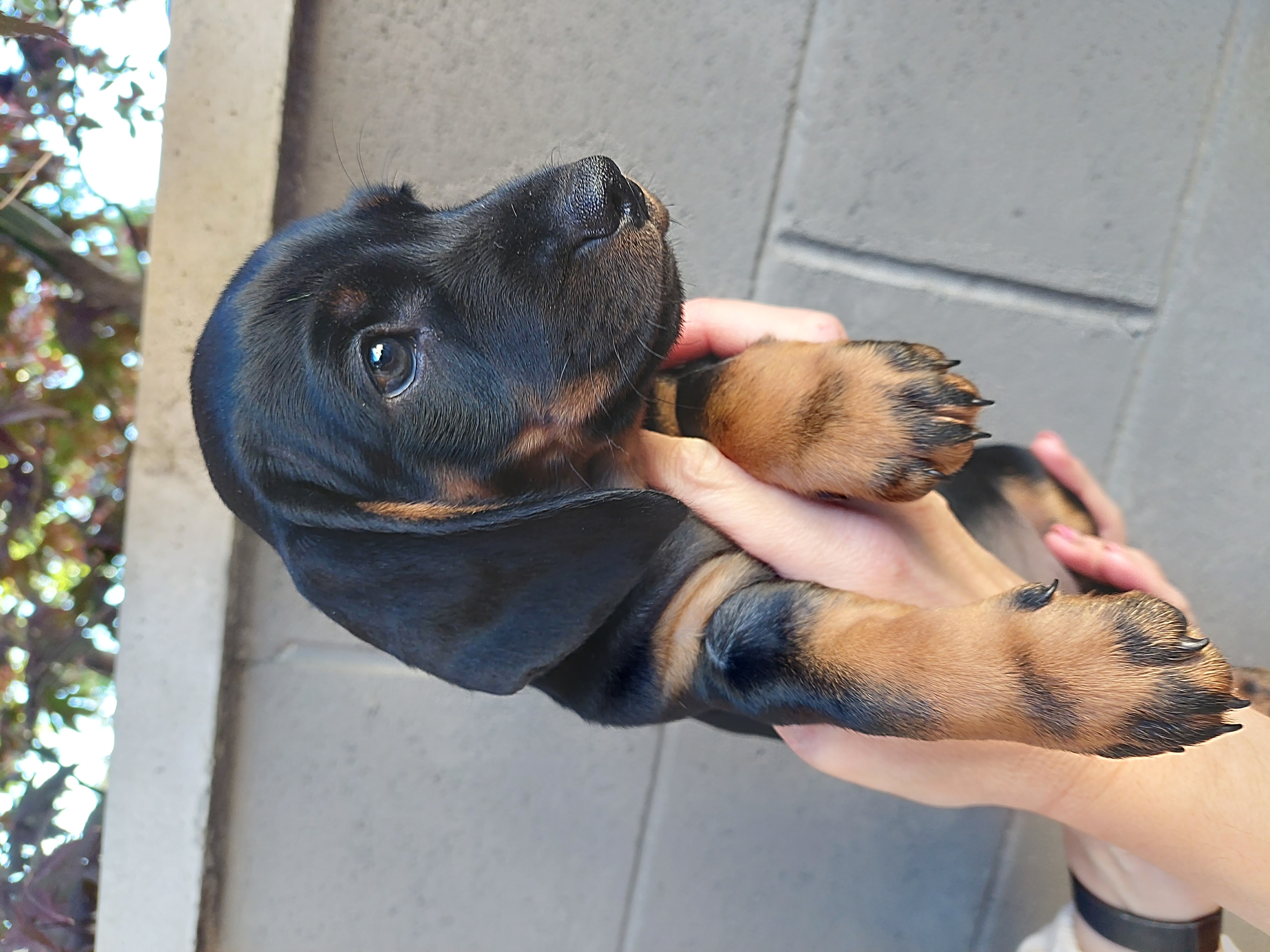 Dog Image