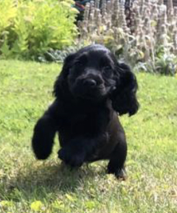 Dog Image
