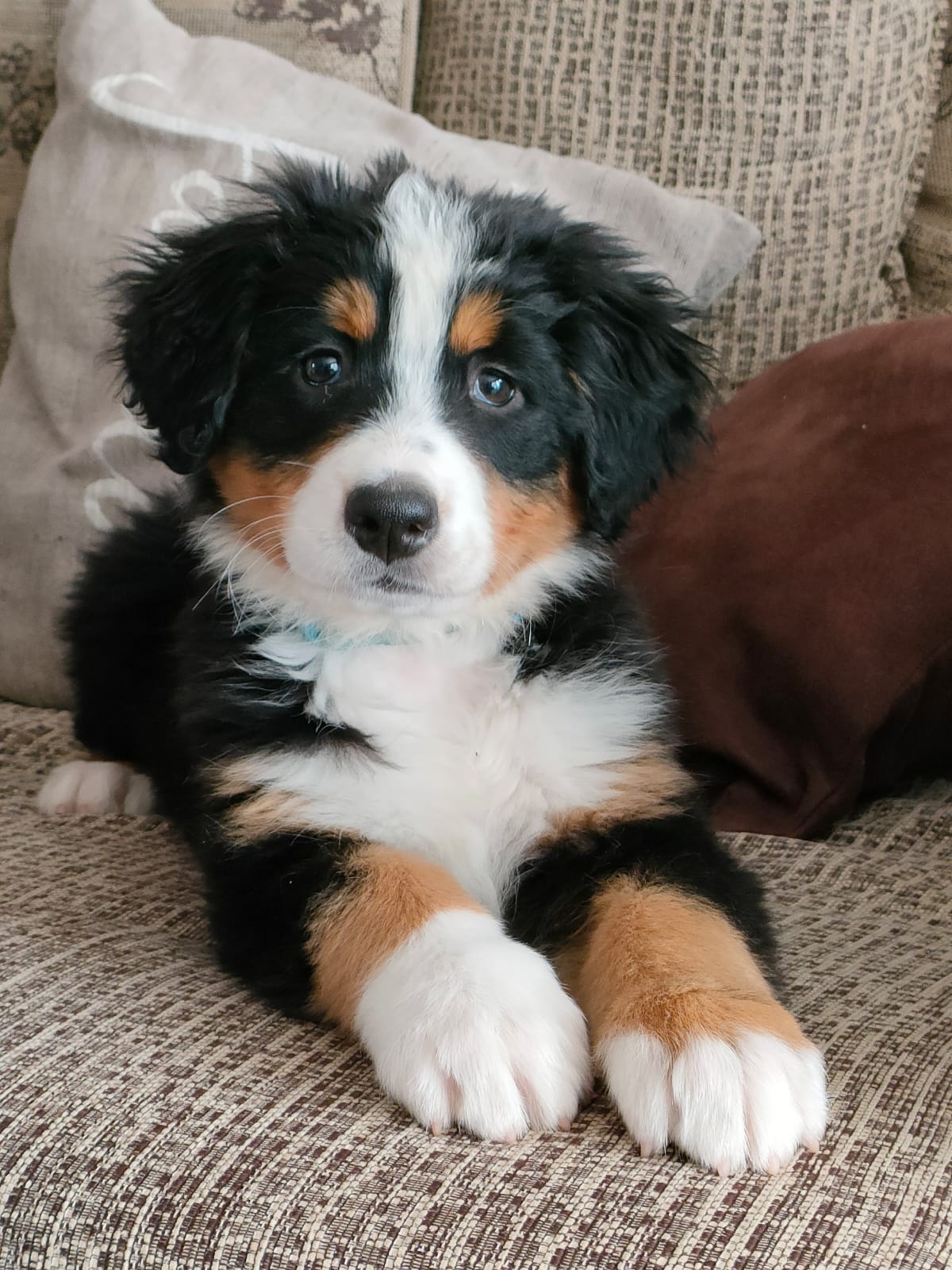 Dog Image