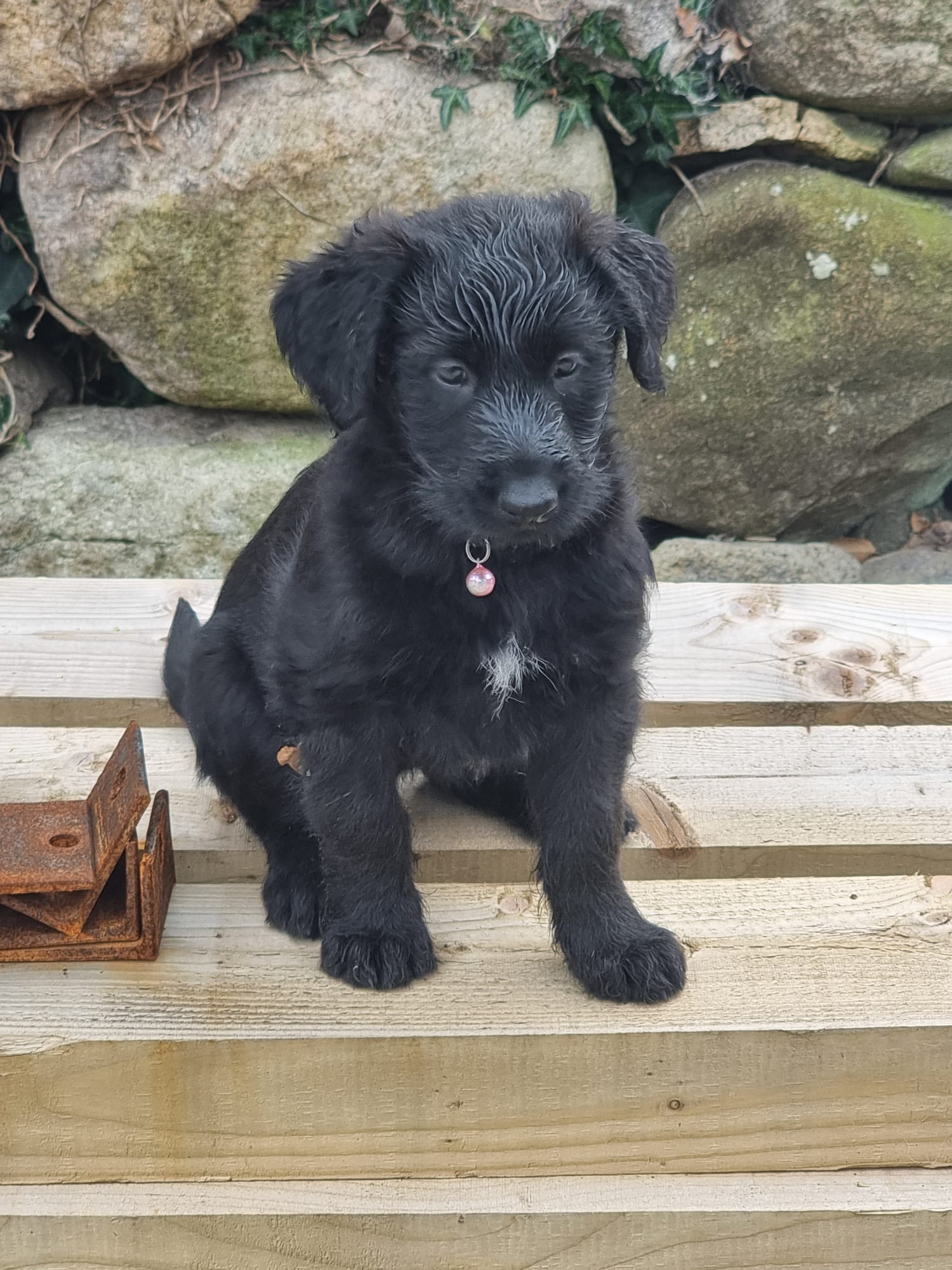 Dog Image