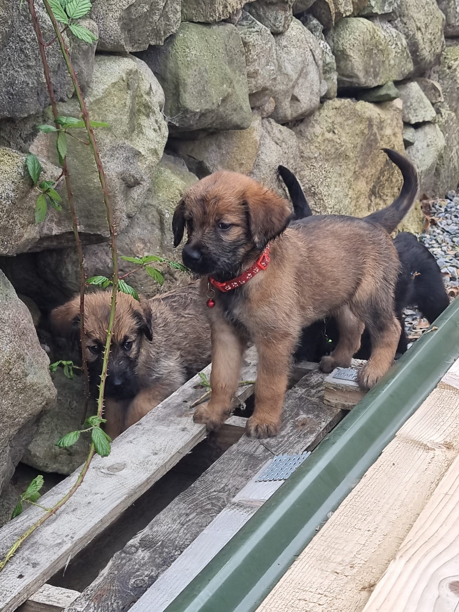 Dog Image