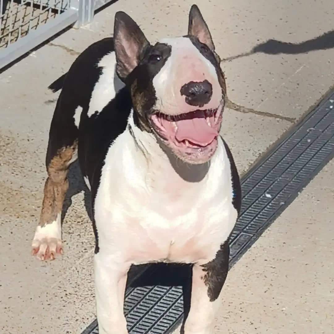 Dog Image