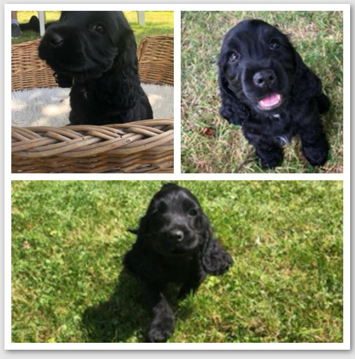 Dog Image
