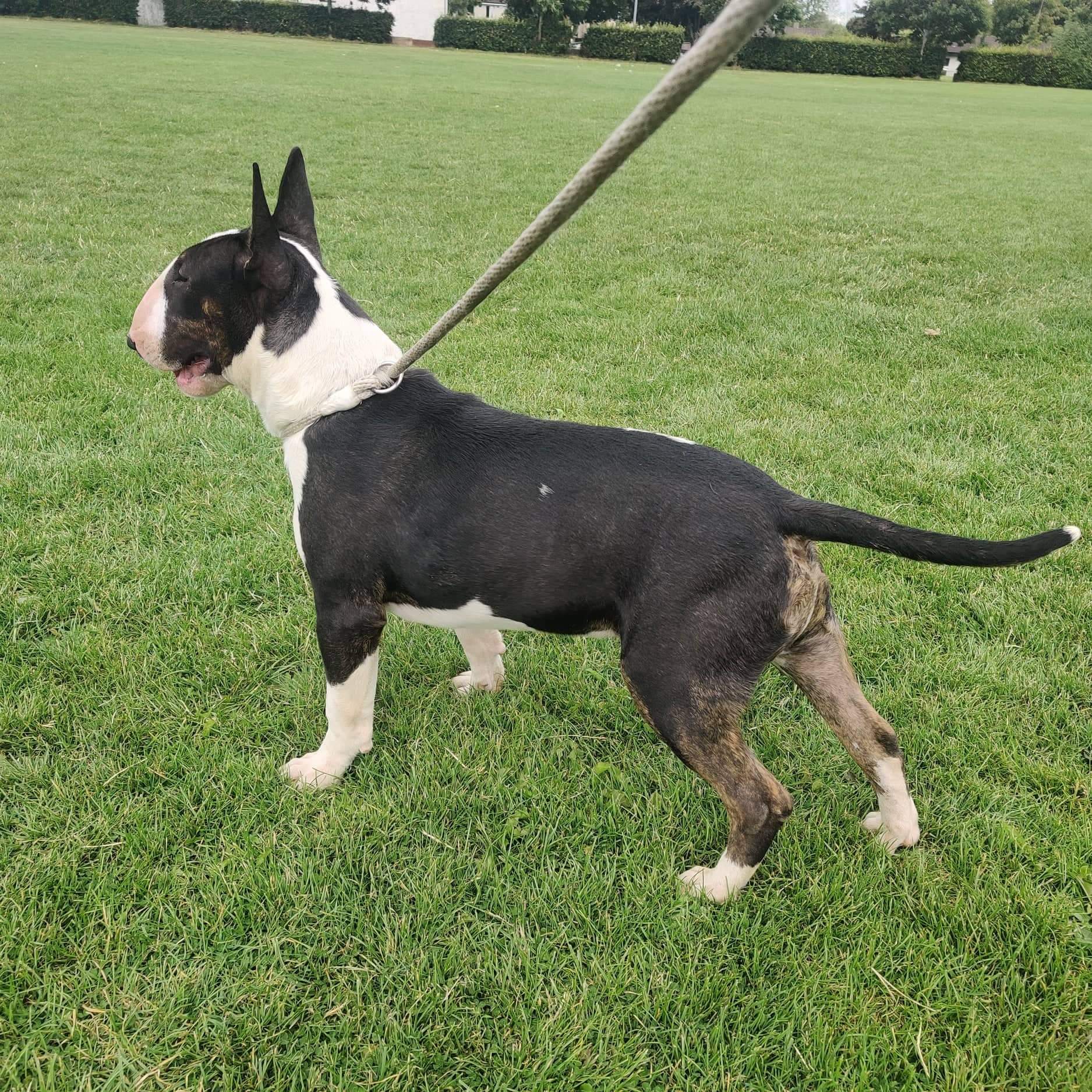 Dog Image