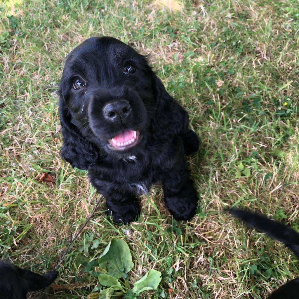 Dog Image