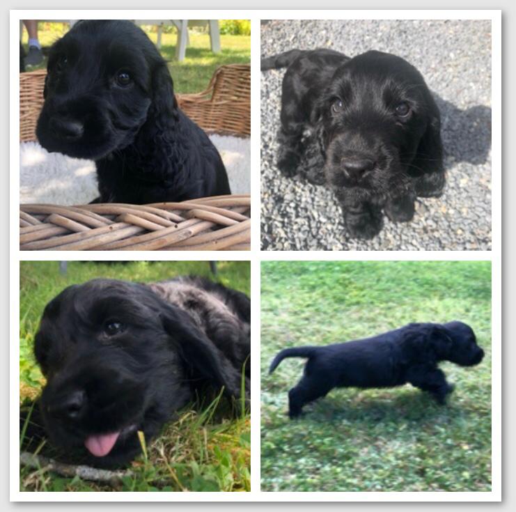 Dog Image