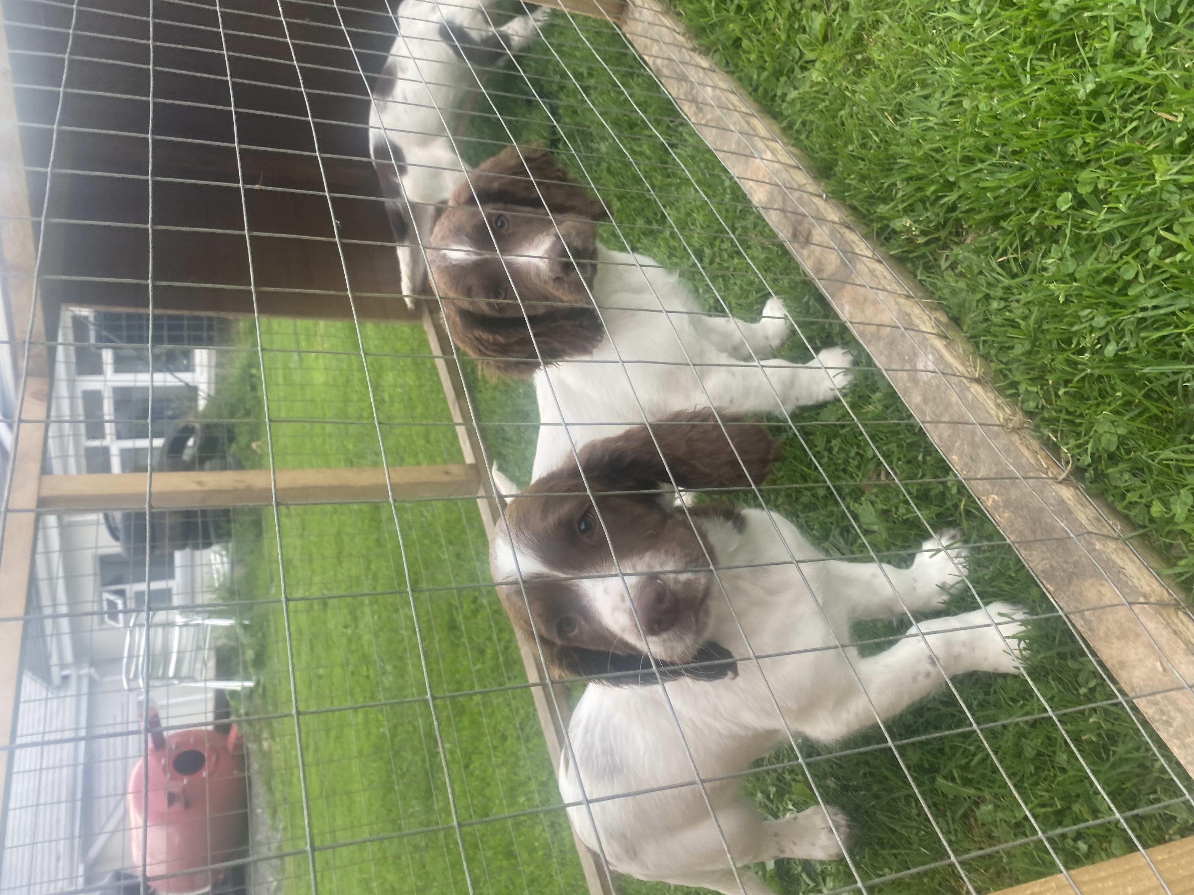 Dog Image