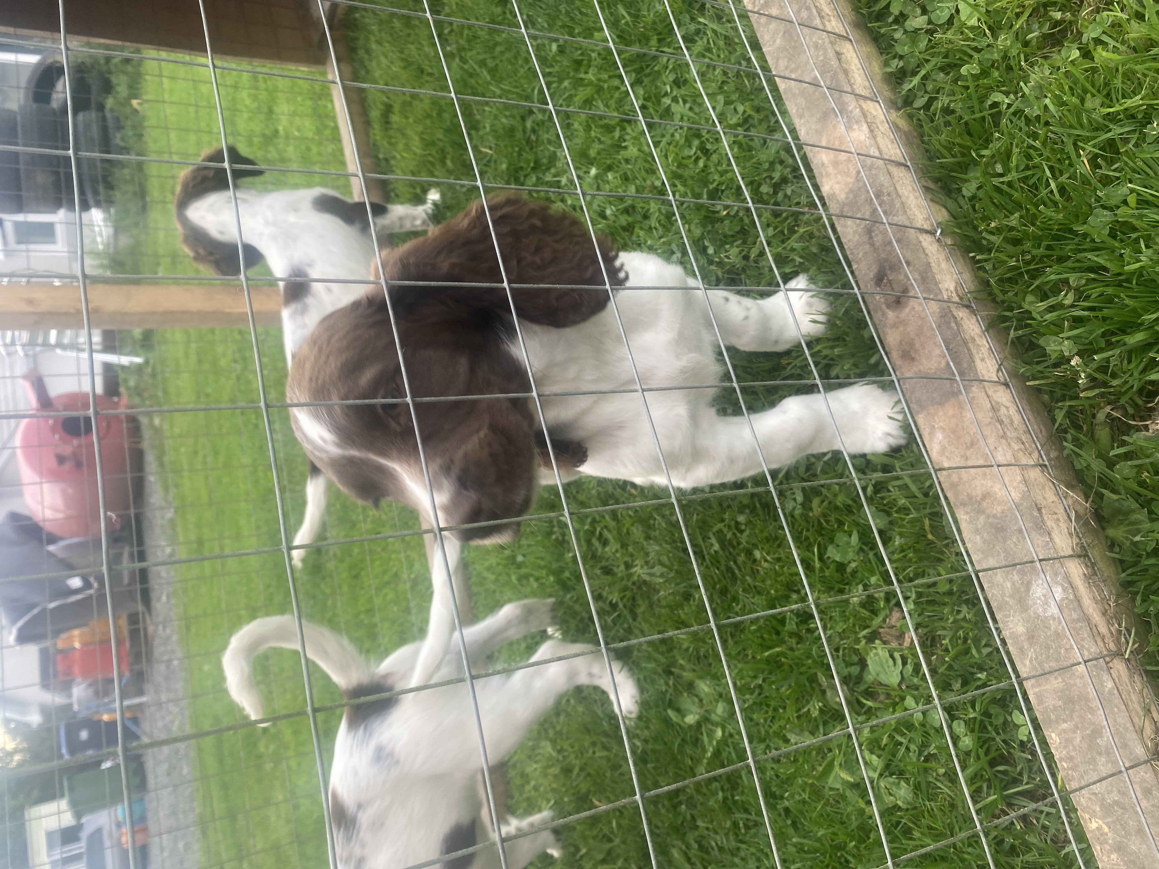 Dog Image