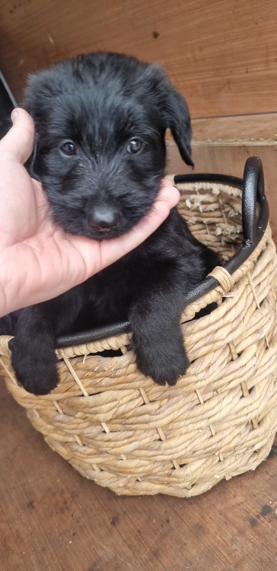 Dog Image