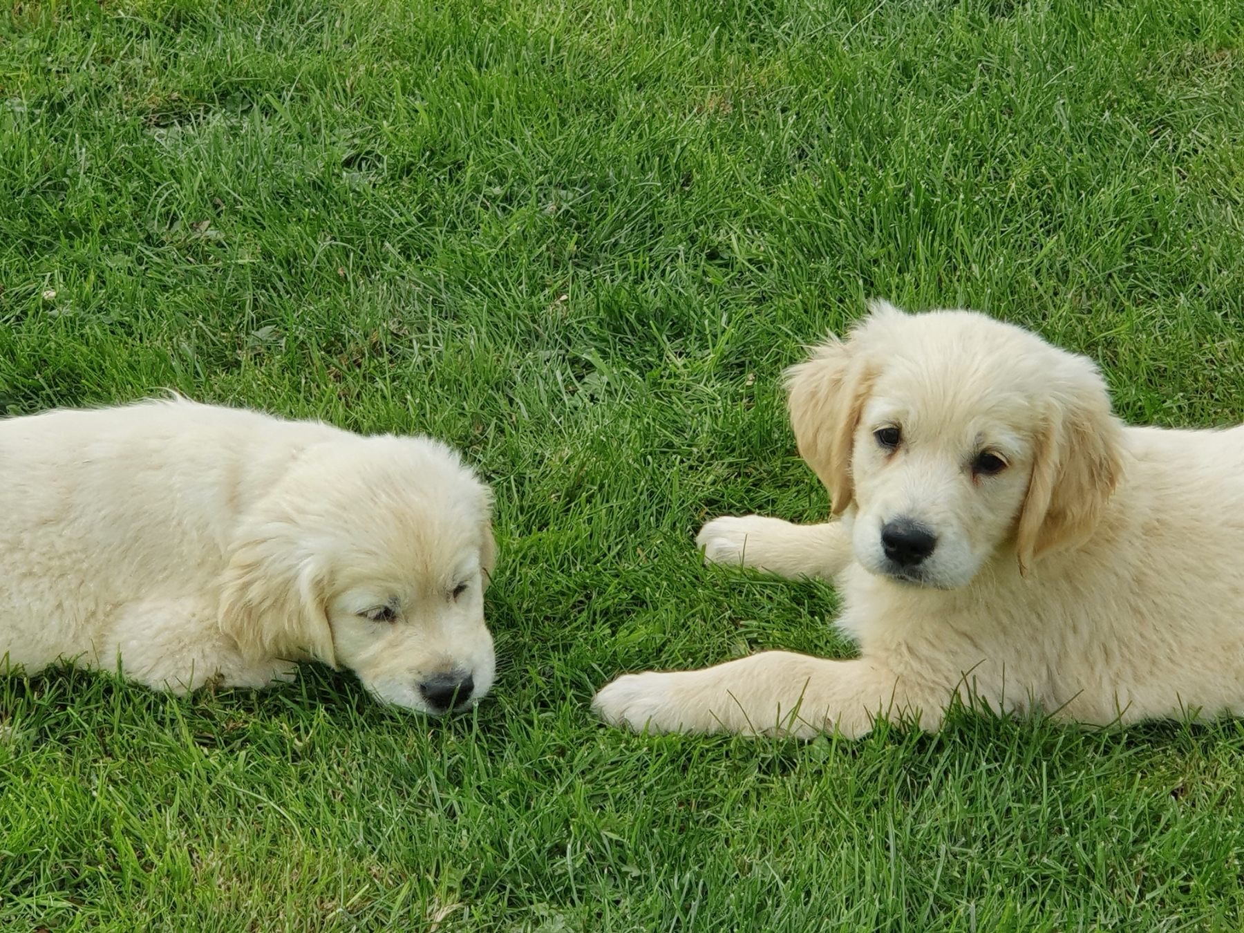 Dog Image
