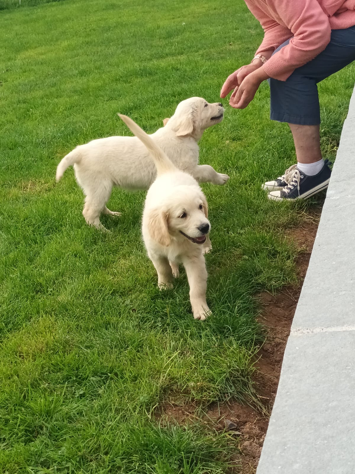 Dog Image