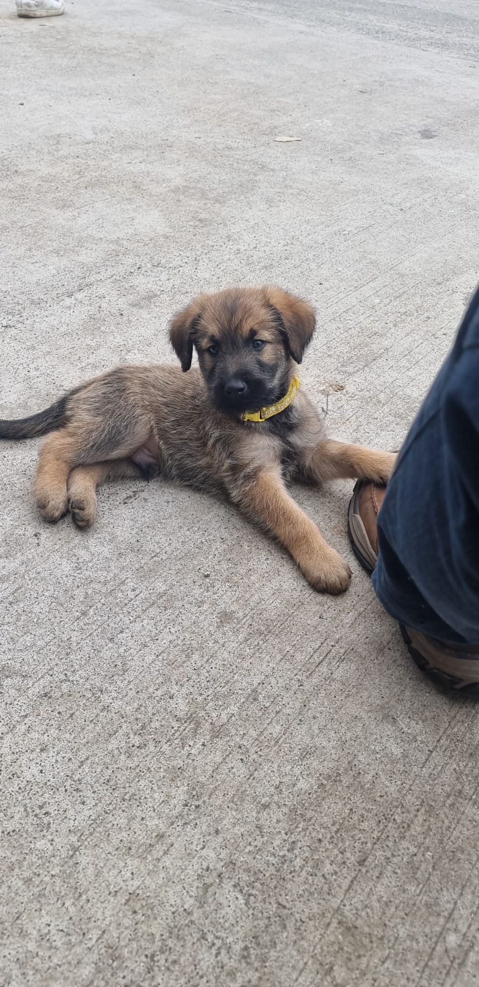 Dog Image