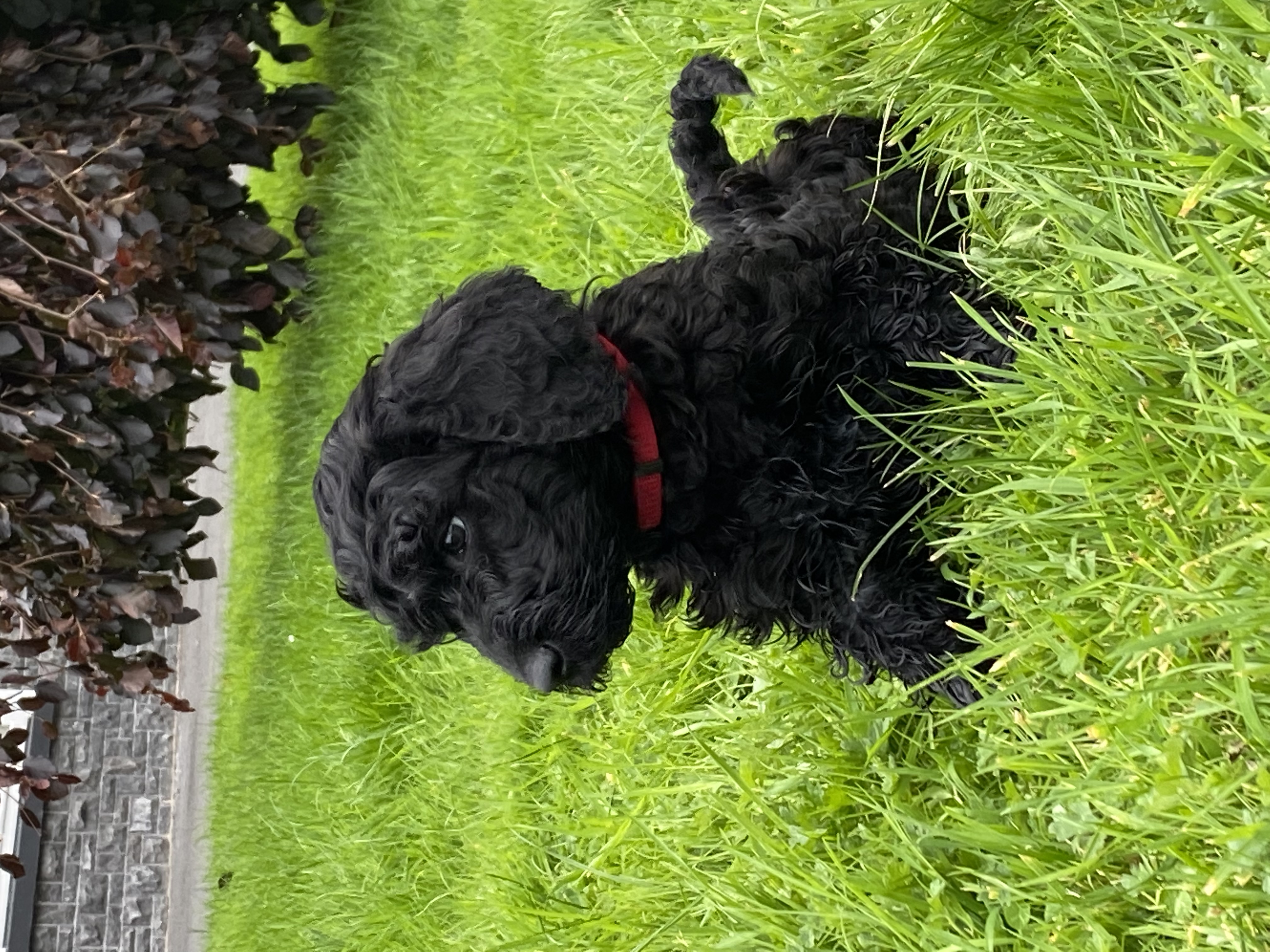Dog Image