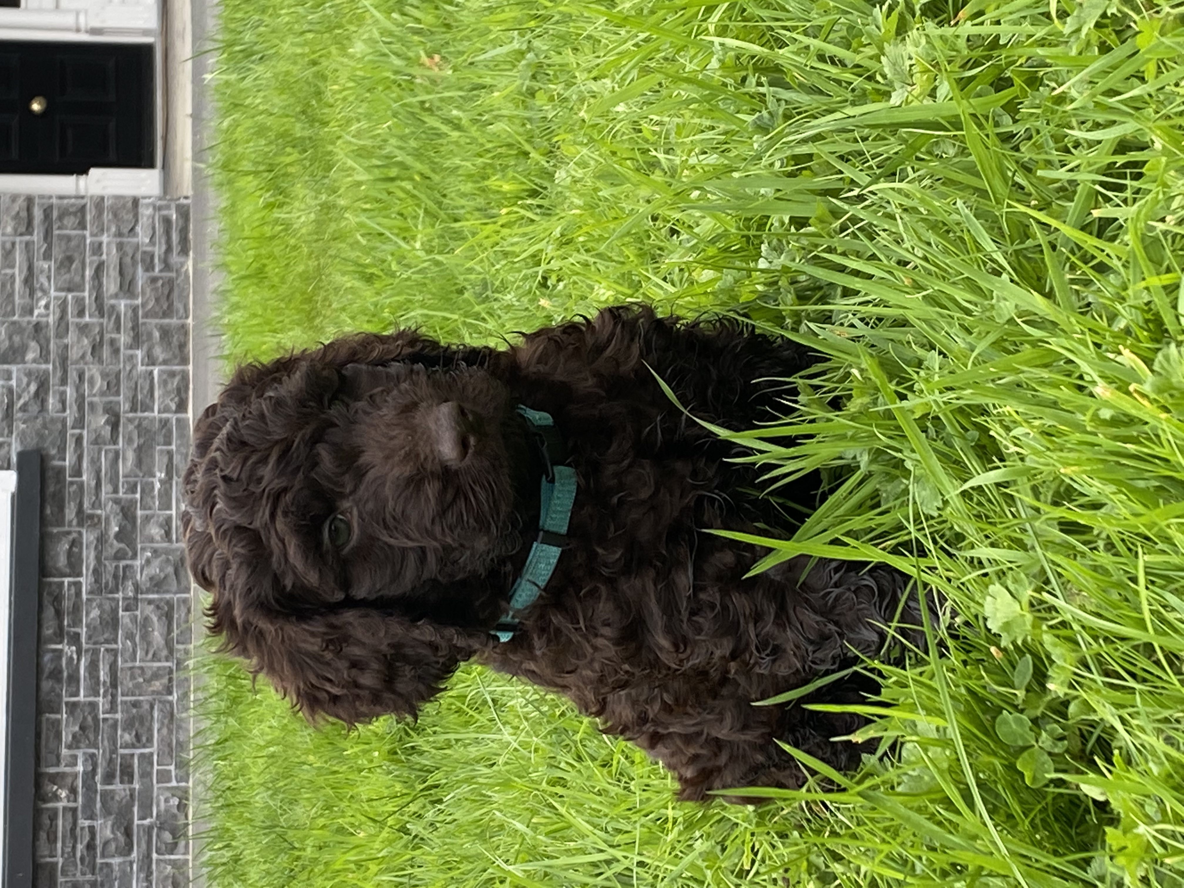 Dog Image