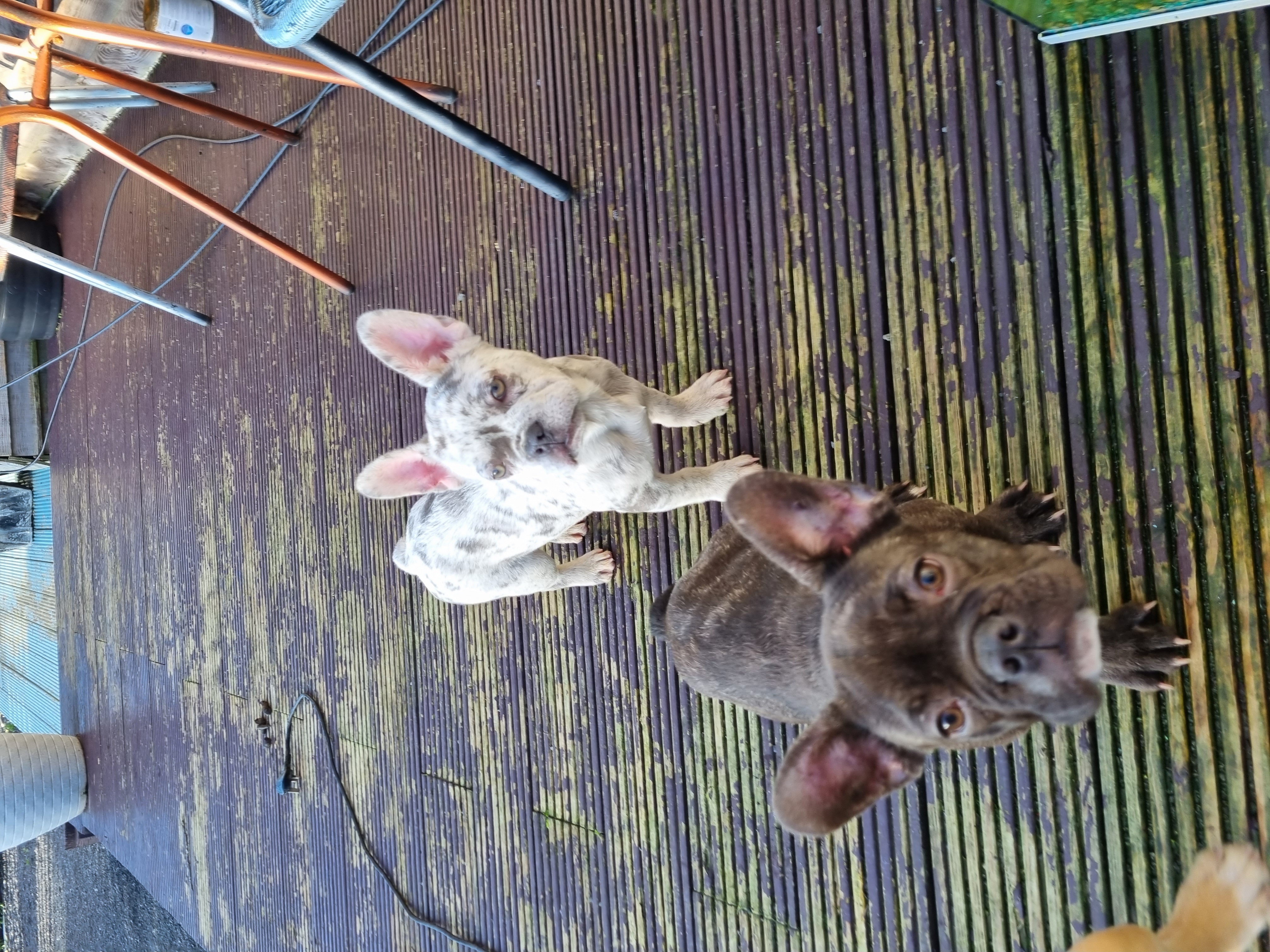 Dog Image