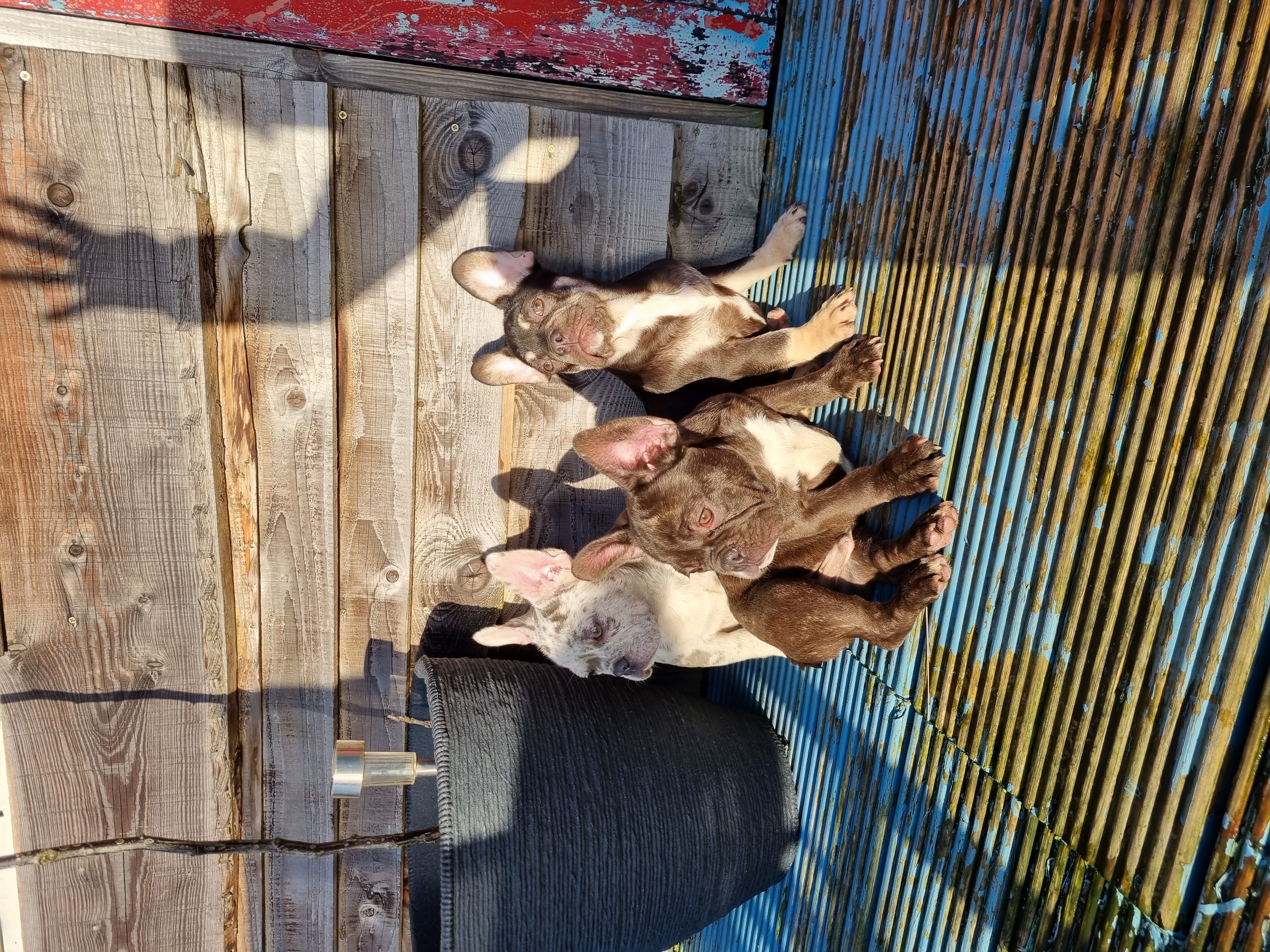 Dog Image