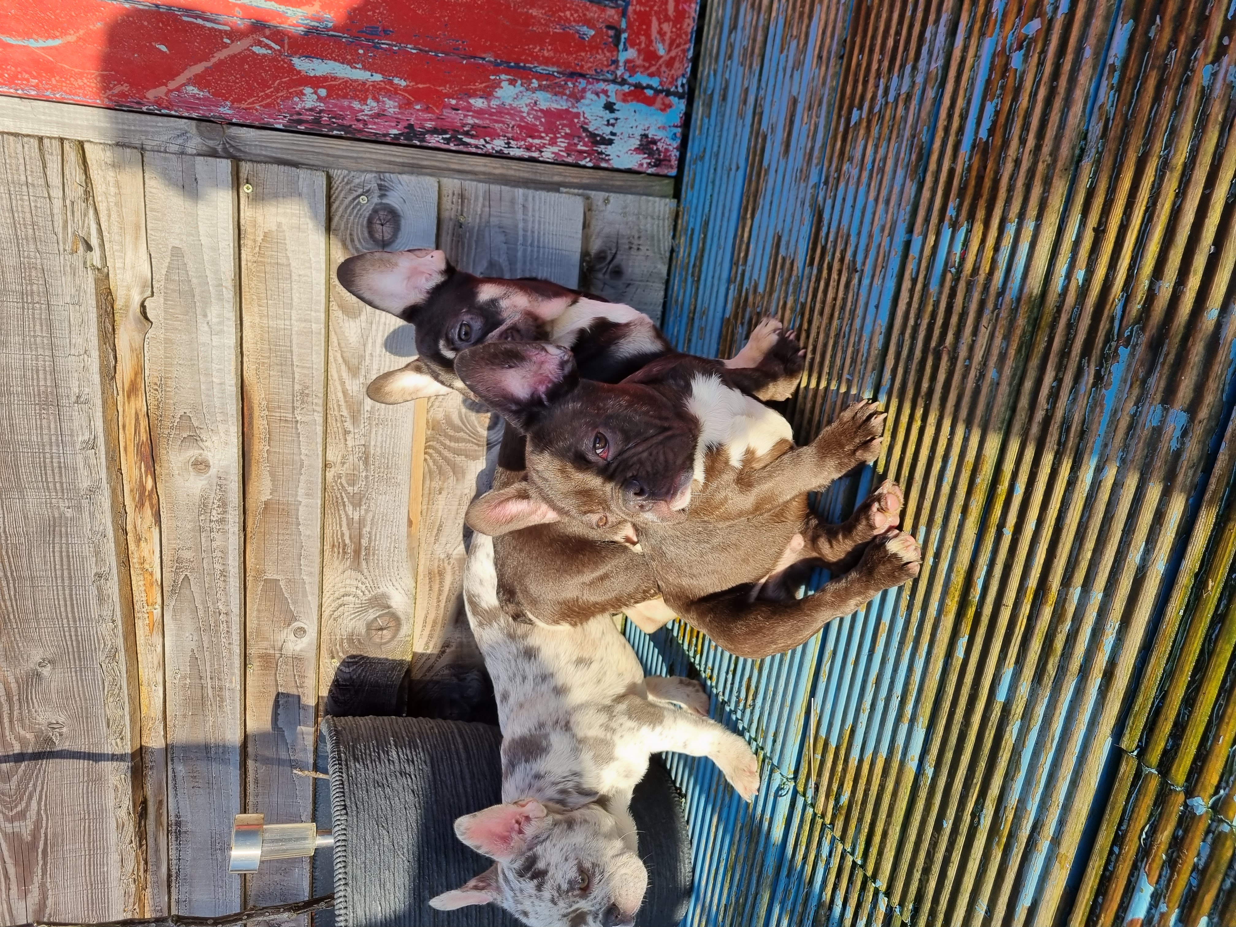 Dog Image