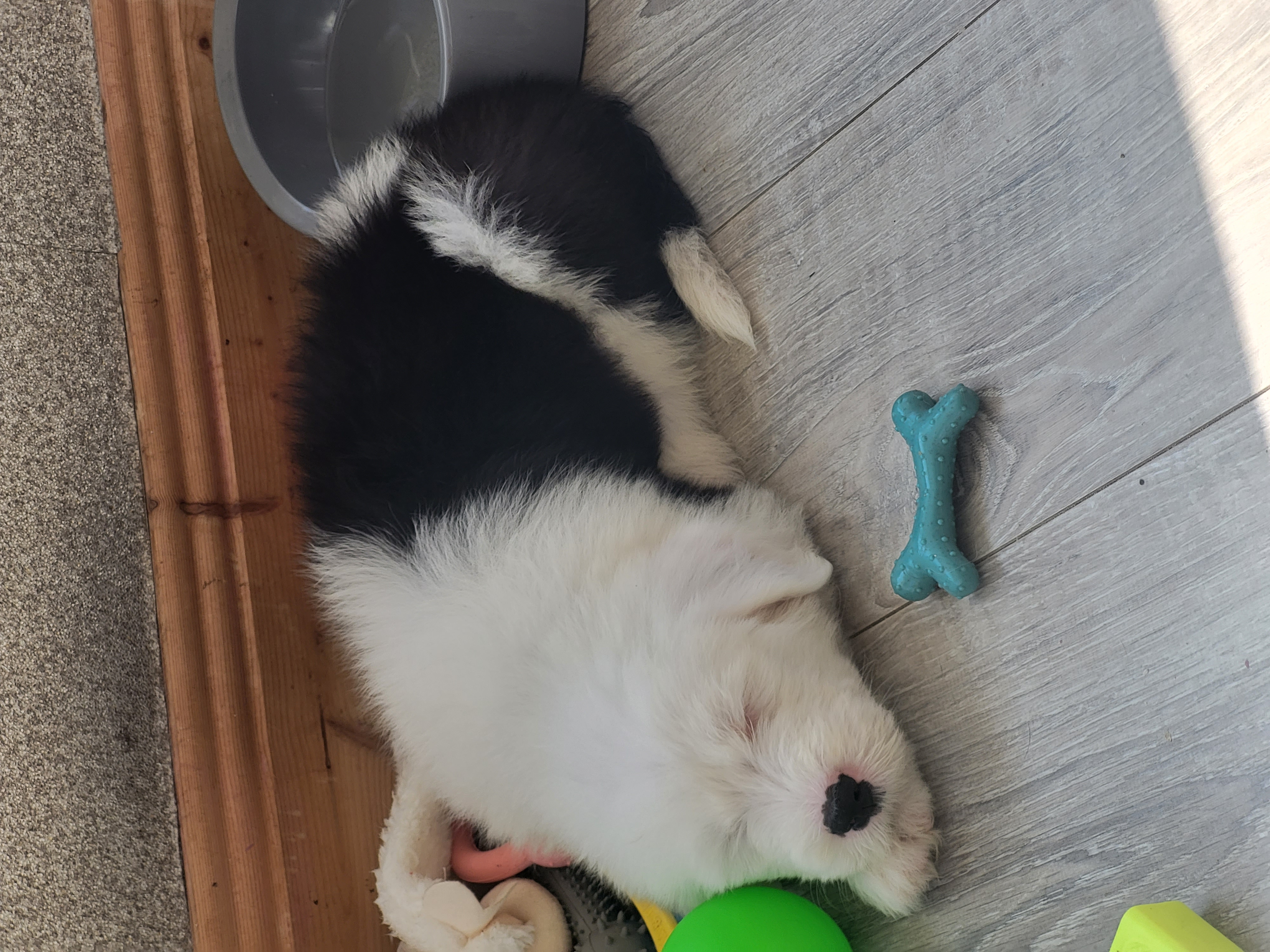 Dog Image