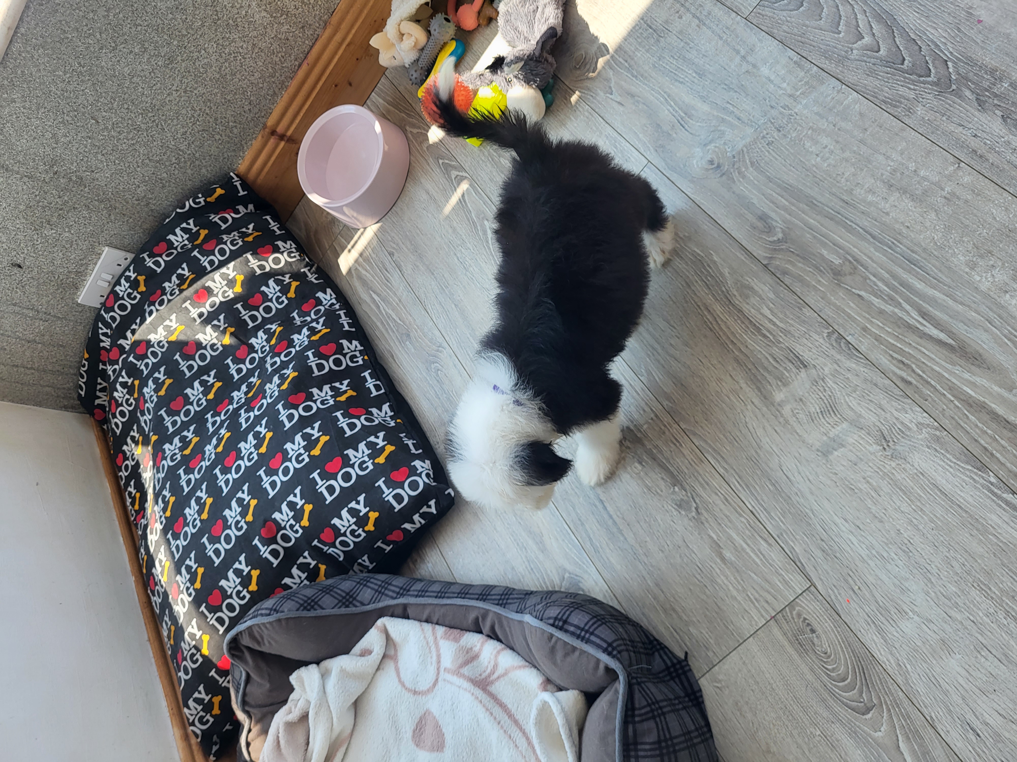Dog Image