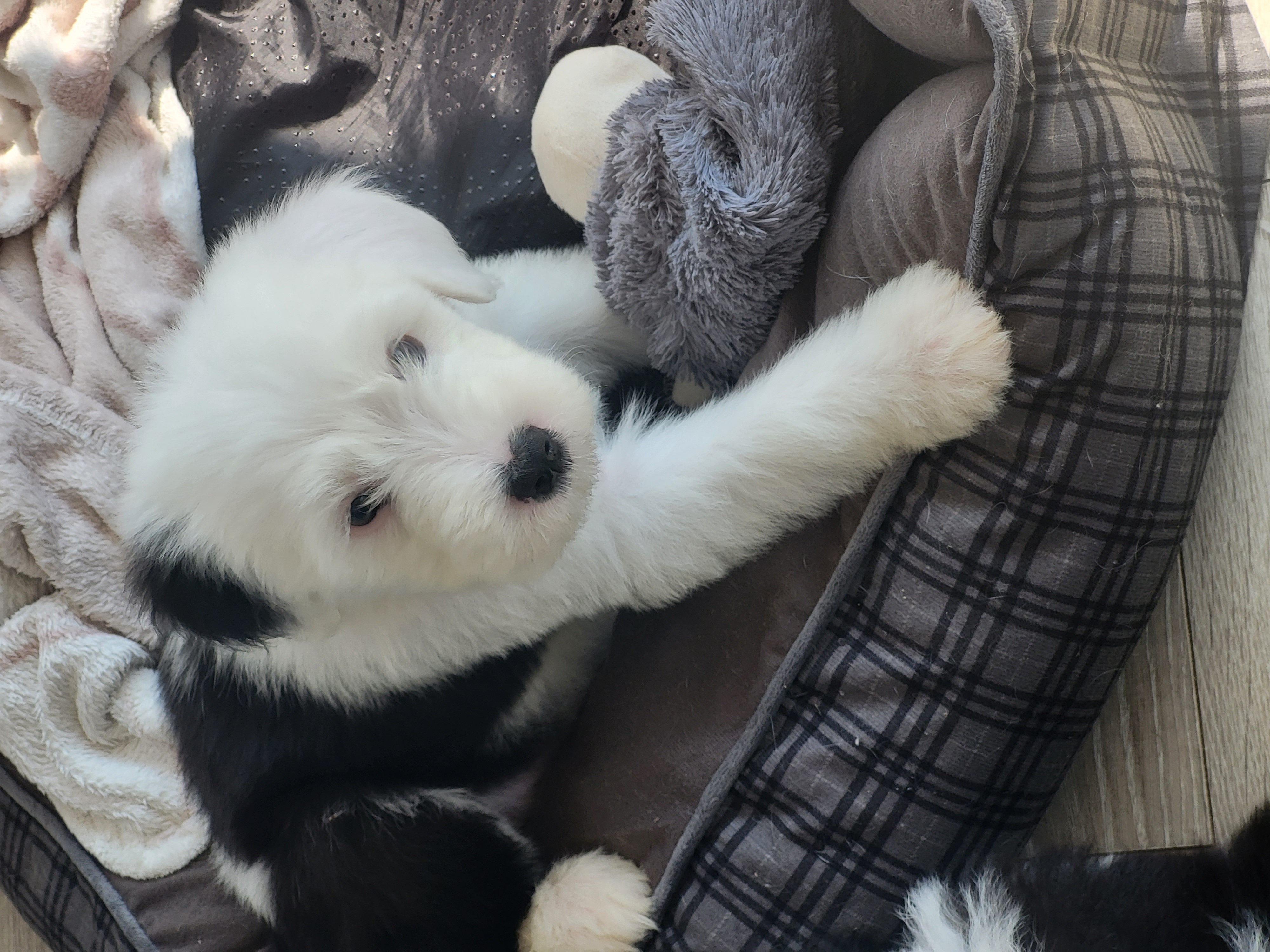 Dog Image