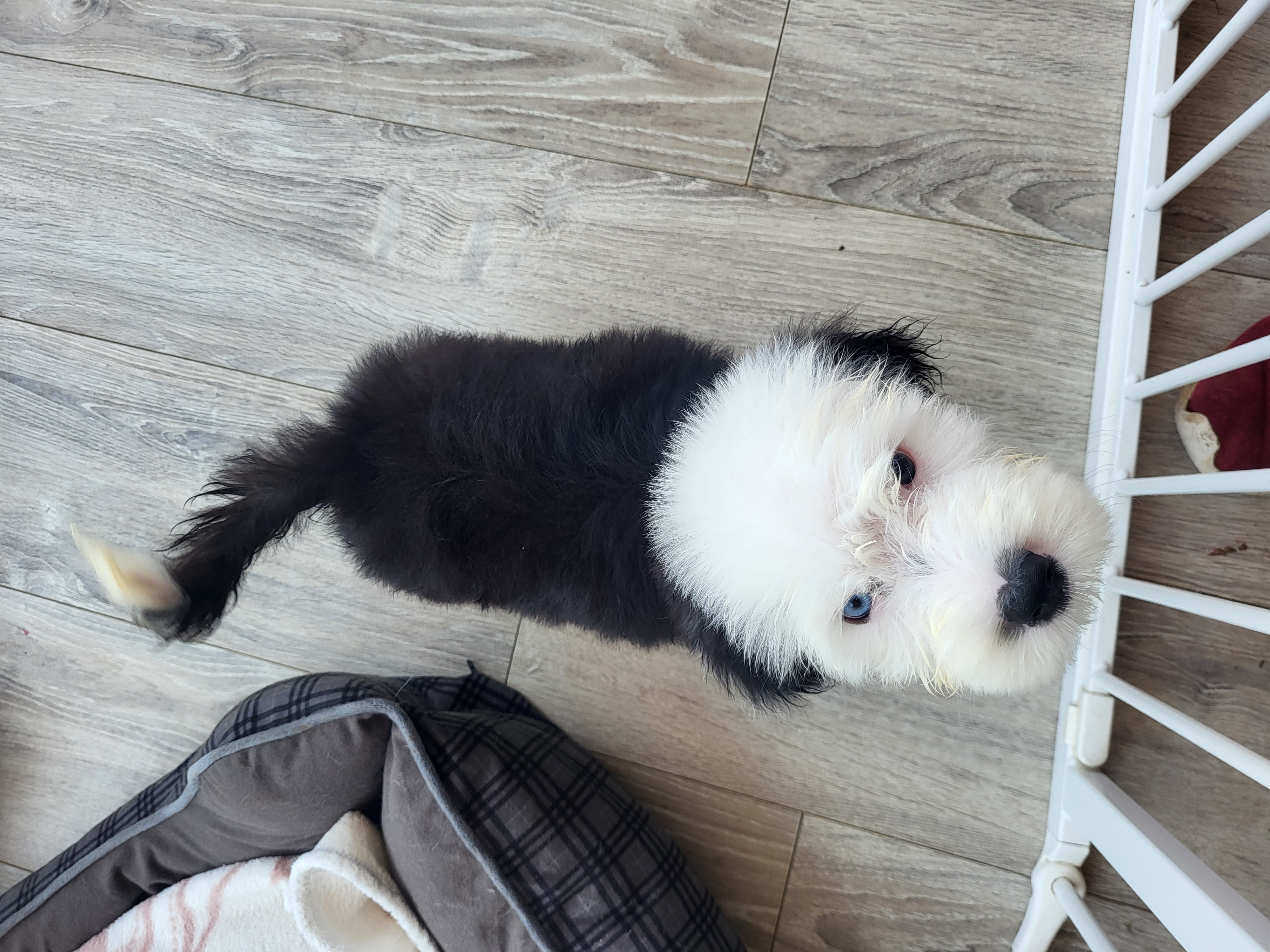 Dog Image