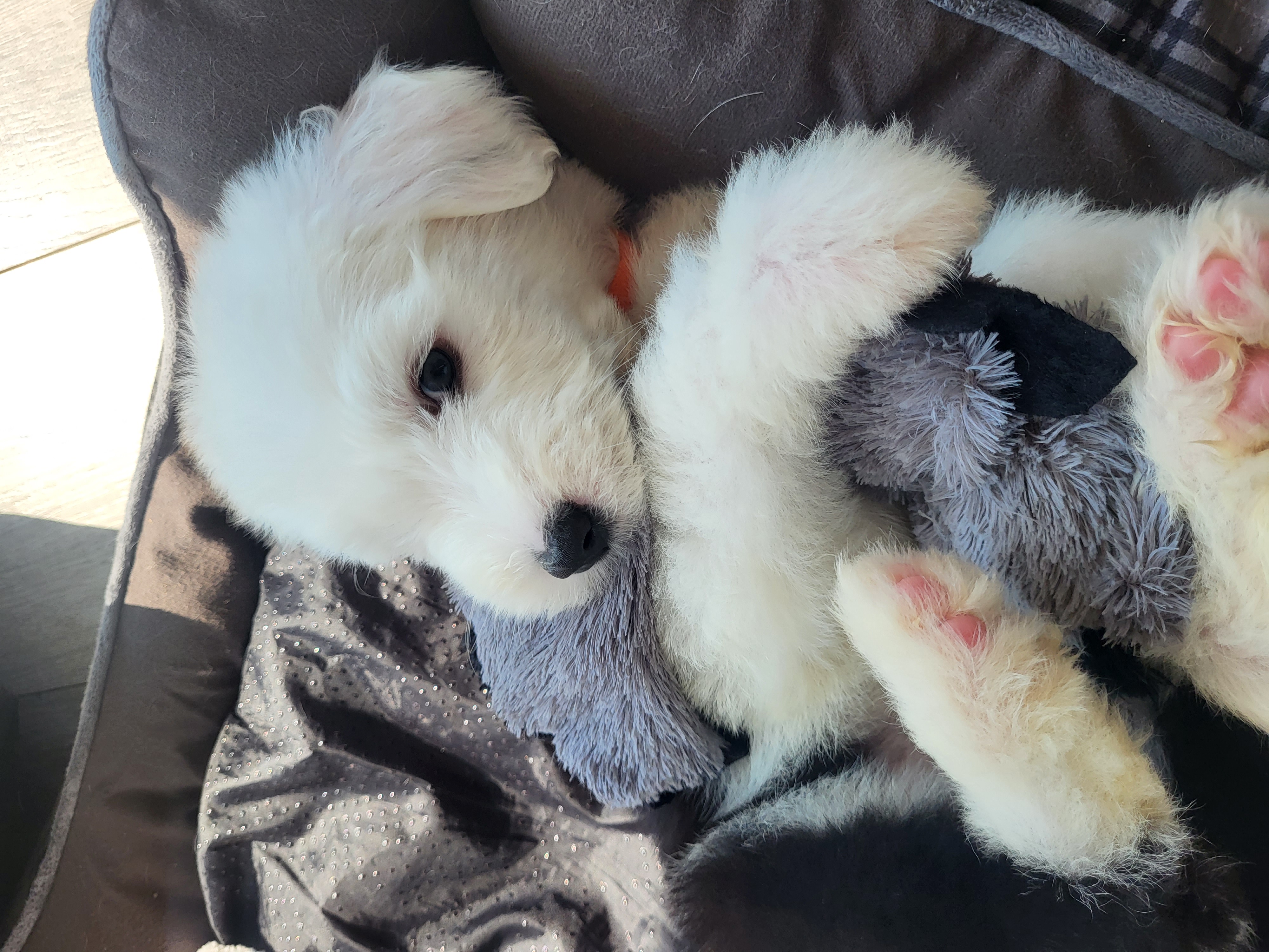Dog Image