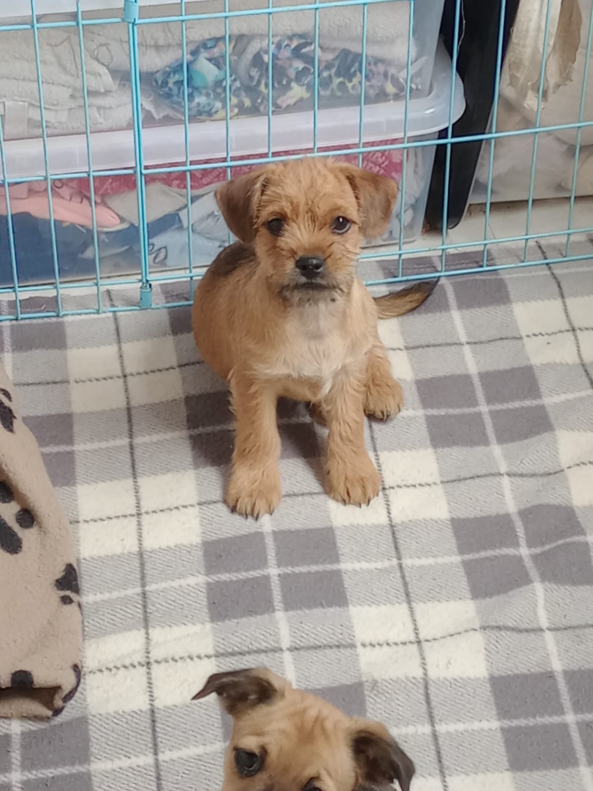 Dog Image