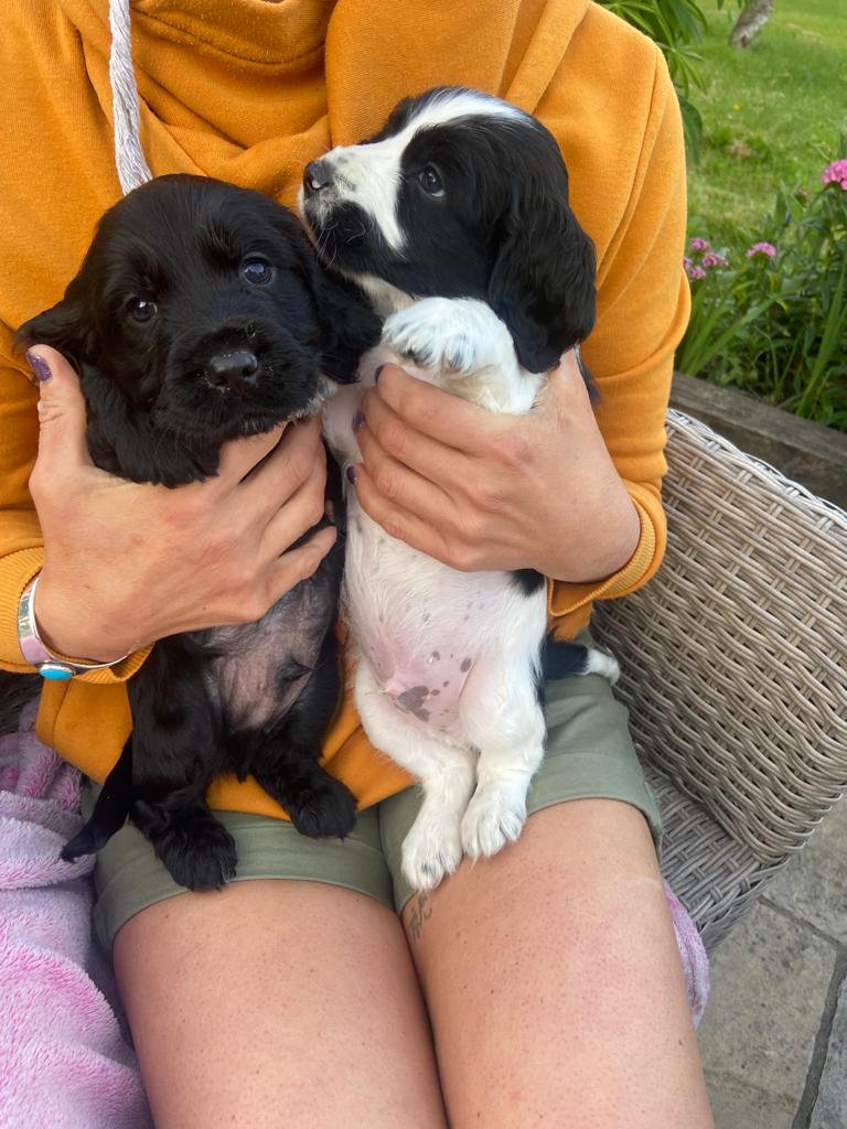 Dog Image