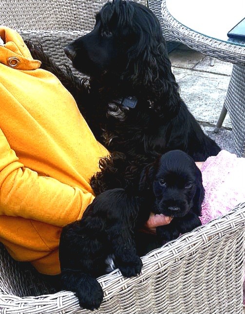 Dog Image