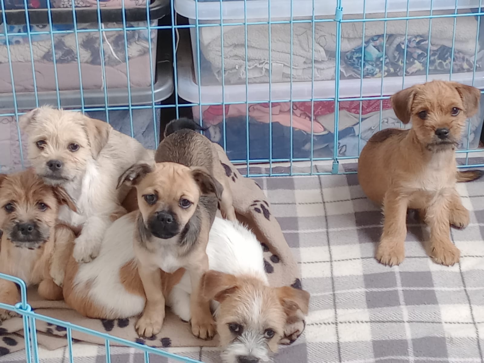 Dog Image