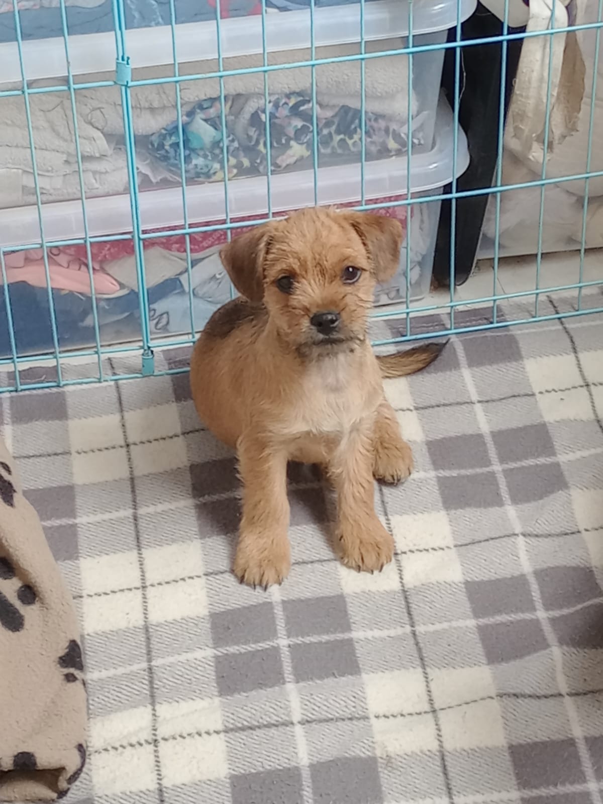 Dog Image