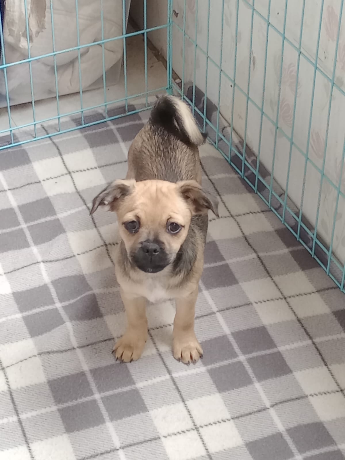 Dog Image