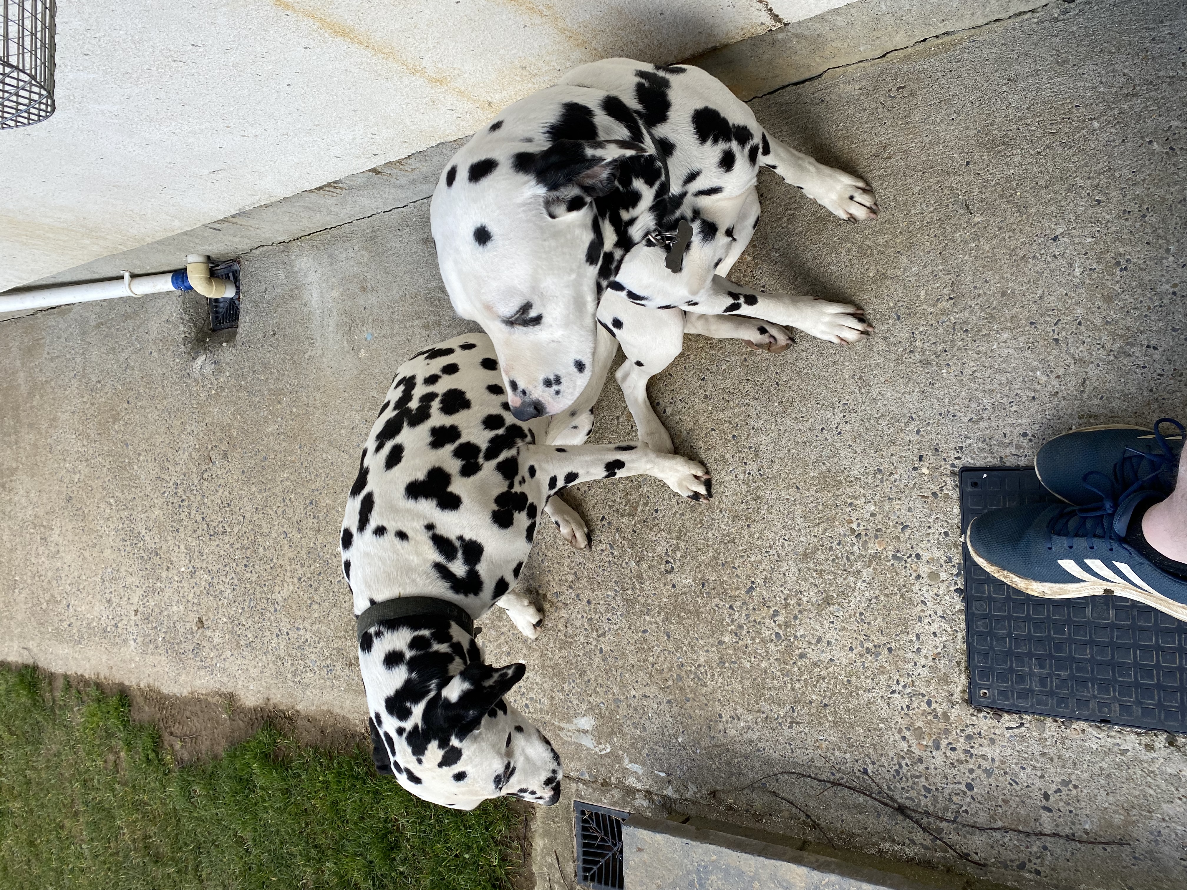 Dog Image